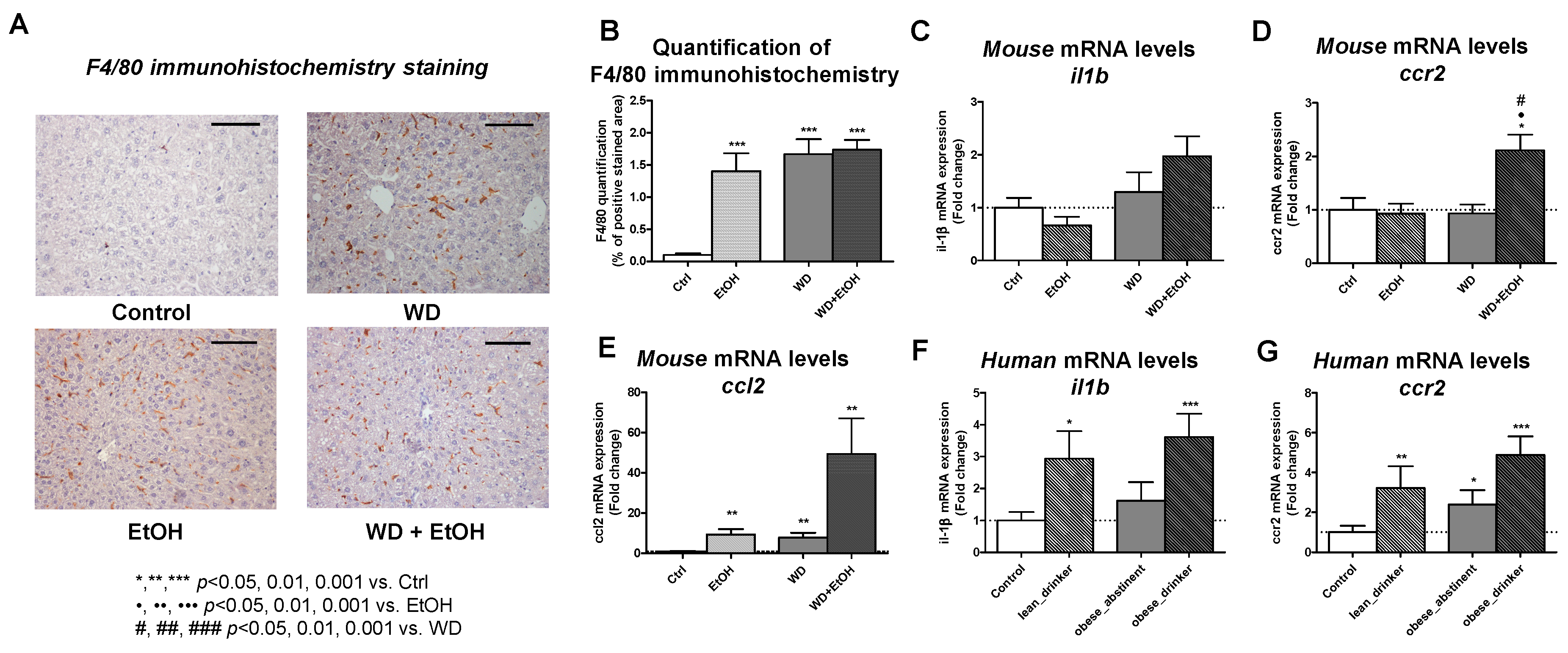 Livers 01 00003 g004