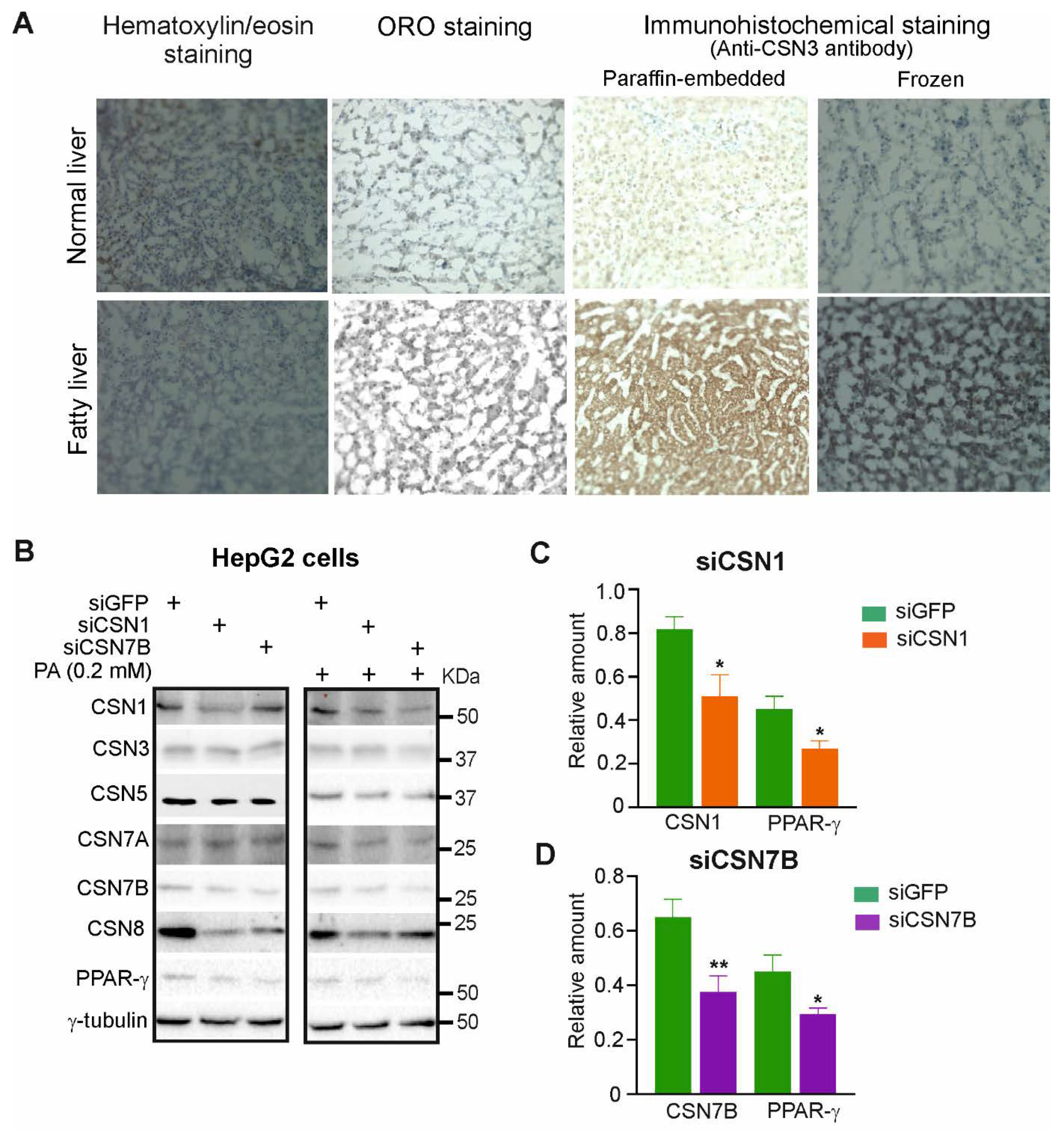 Livers 01 00011 g001 Livers 01 00011 g001