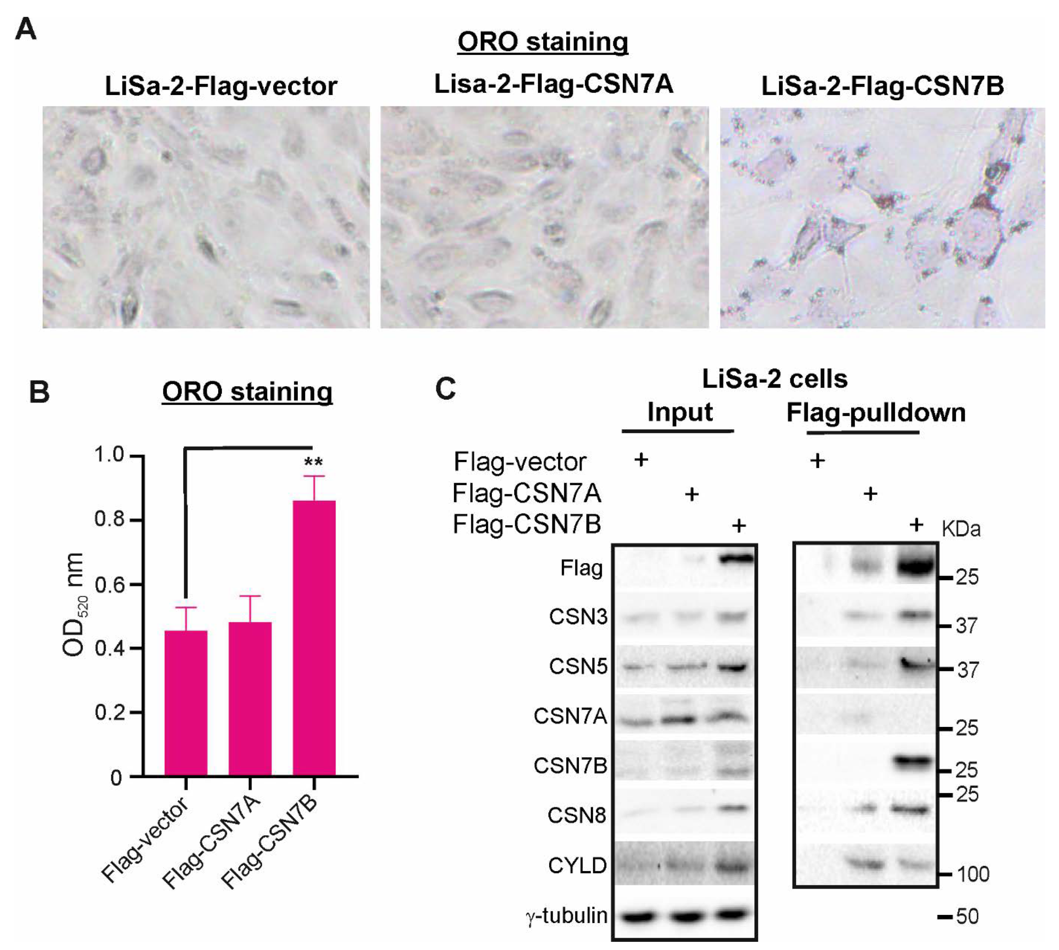 Livers 01 00011 g003 Livers 01 00011 g003