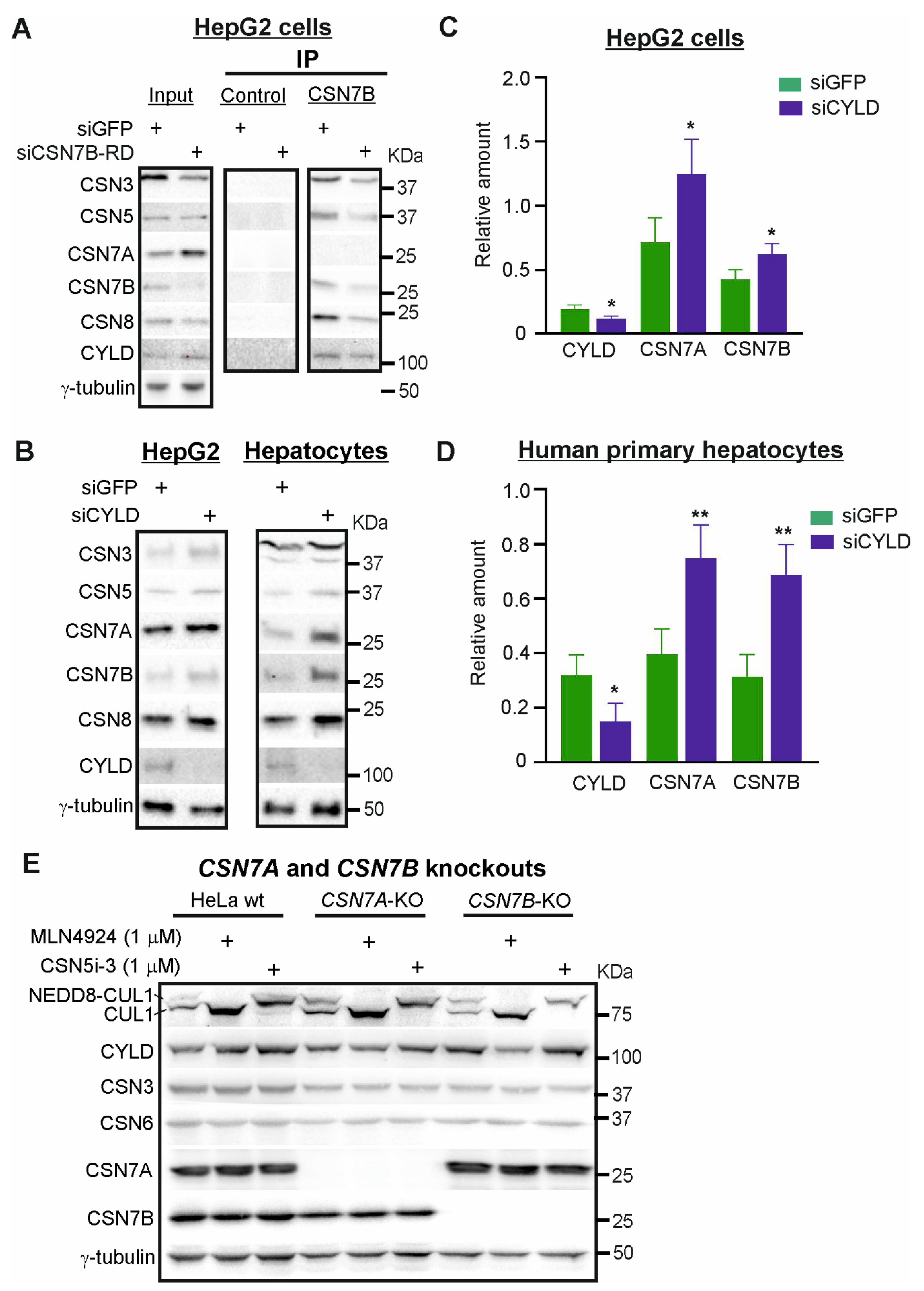Livers 01 00011 g004 Livers 01 00011 g004