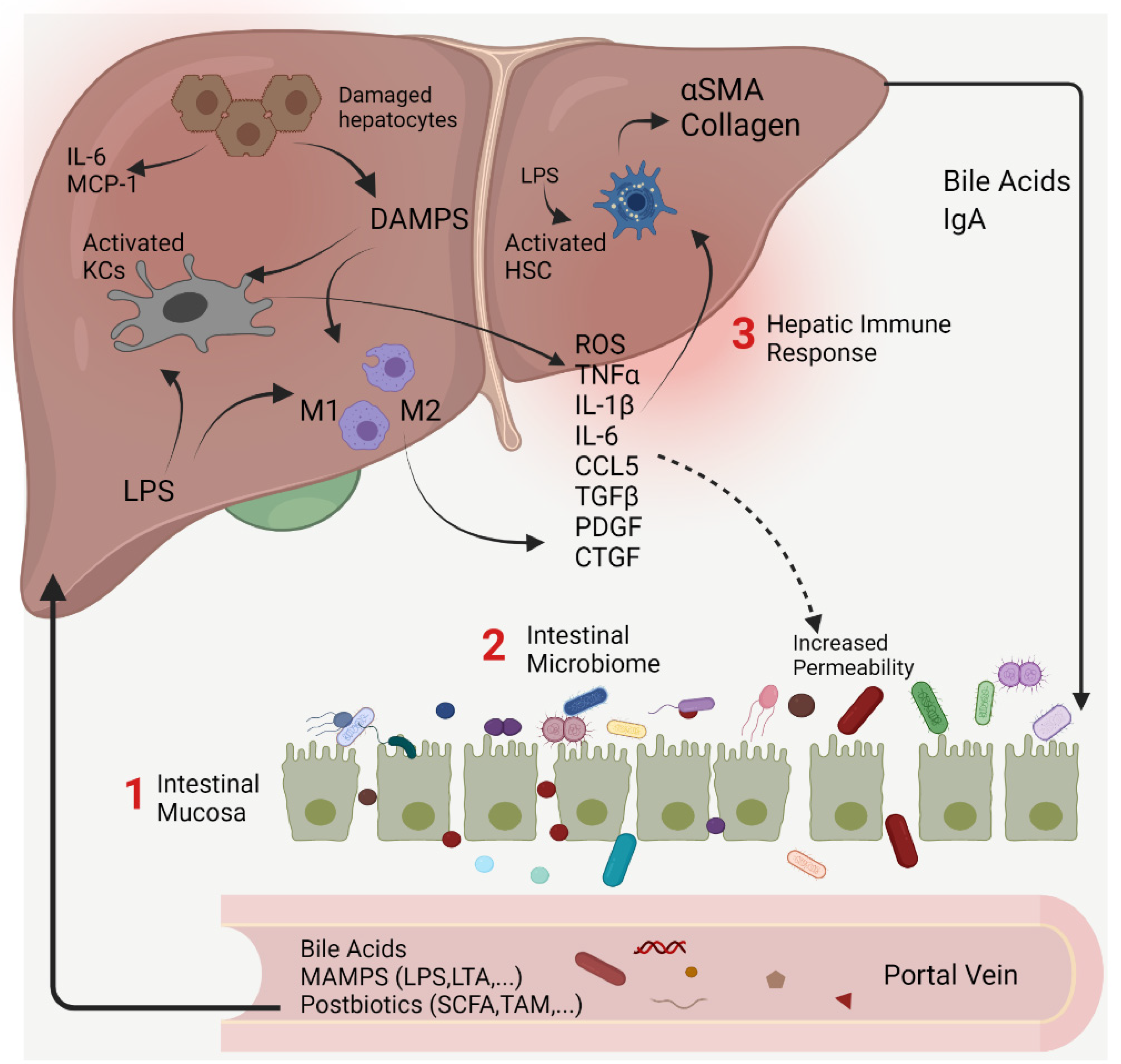Livers | Free Full-Text | Targeting Gut–Liver Axis for Treatment of Liver  Fibrosis and Portal Hypertension
