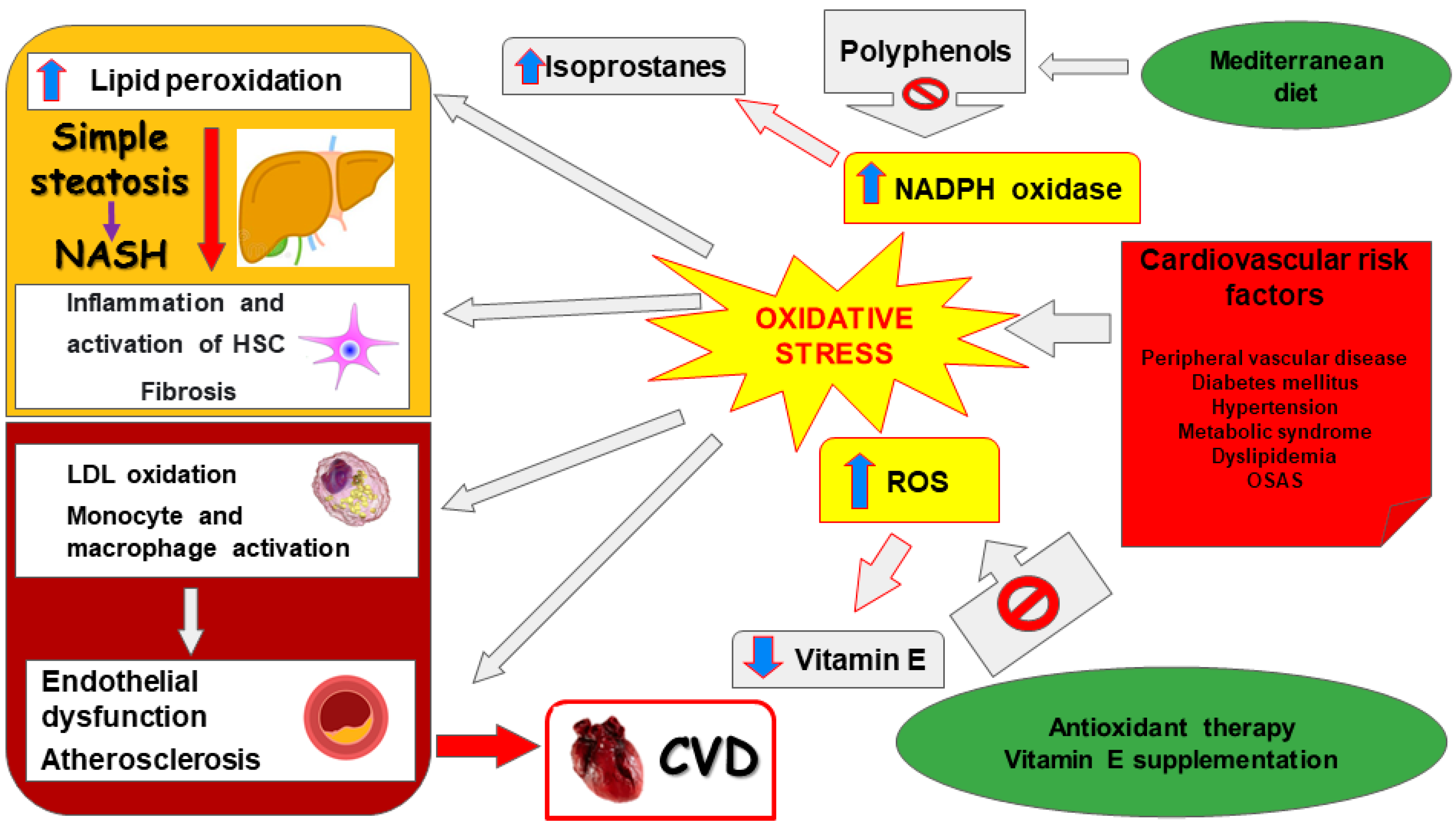 Livers | Free Full-Text | Oxidative Stress in Non-Alcoholic Fatty Liver  Disease