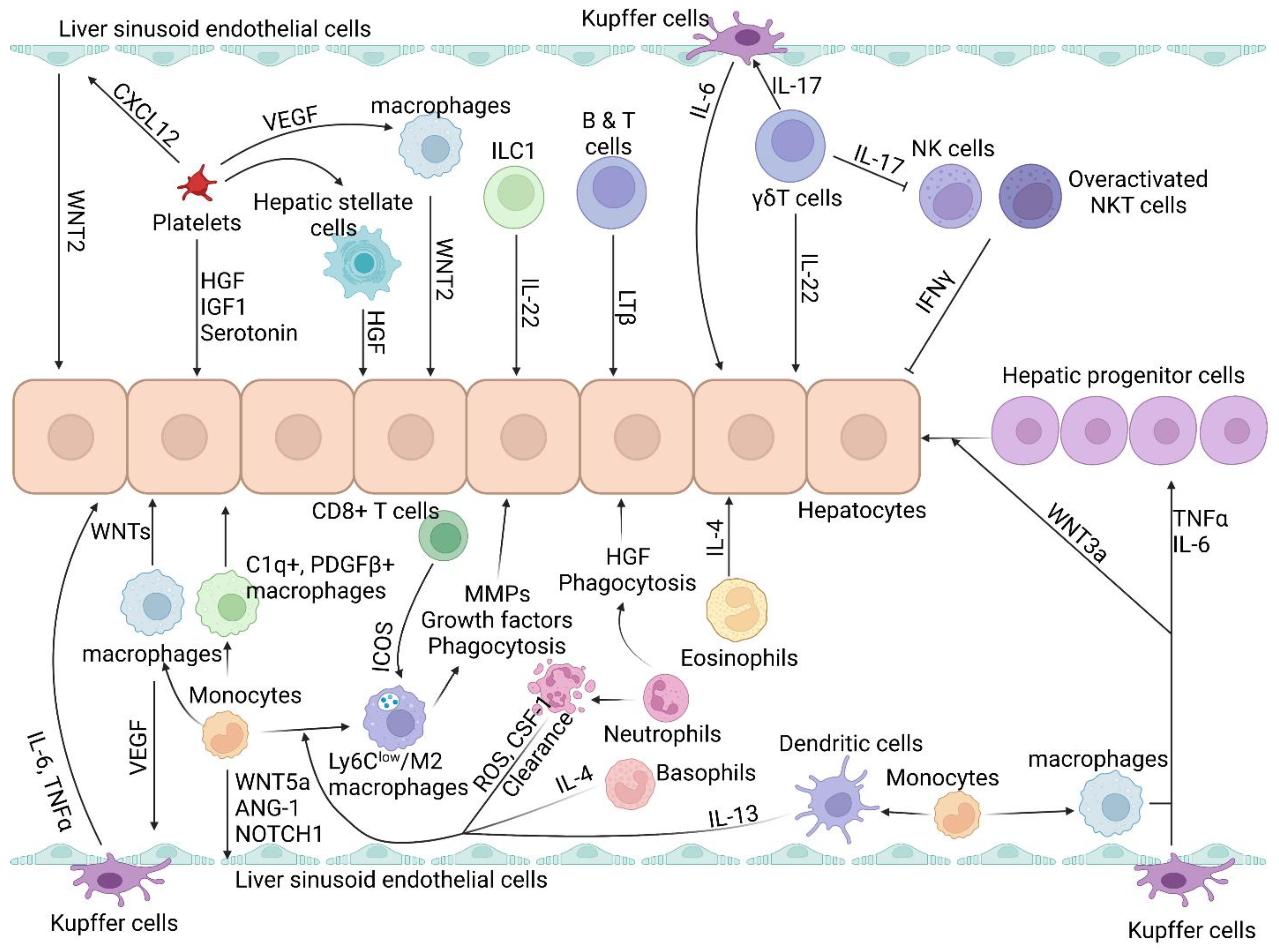 Livers 03 00029 g001 Livers 03 00029 g001