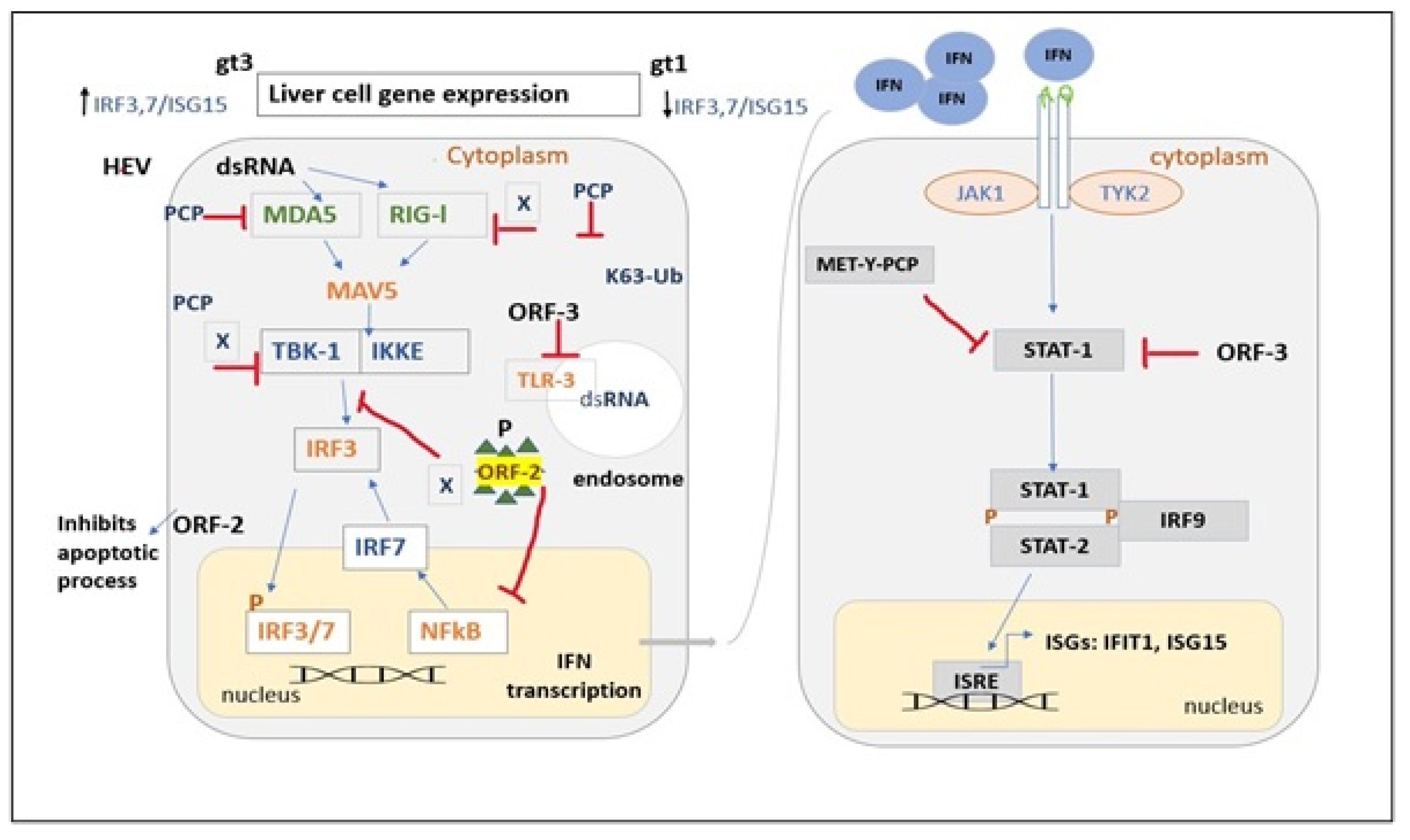 Livers 03 00035 g006 Livers 03 00035 g006
