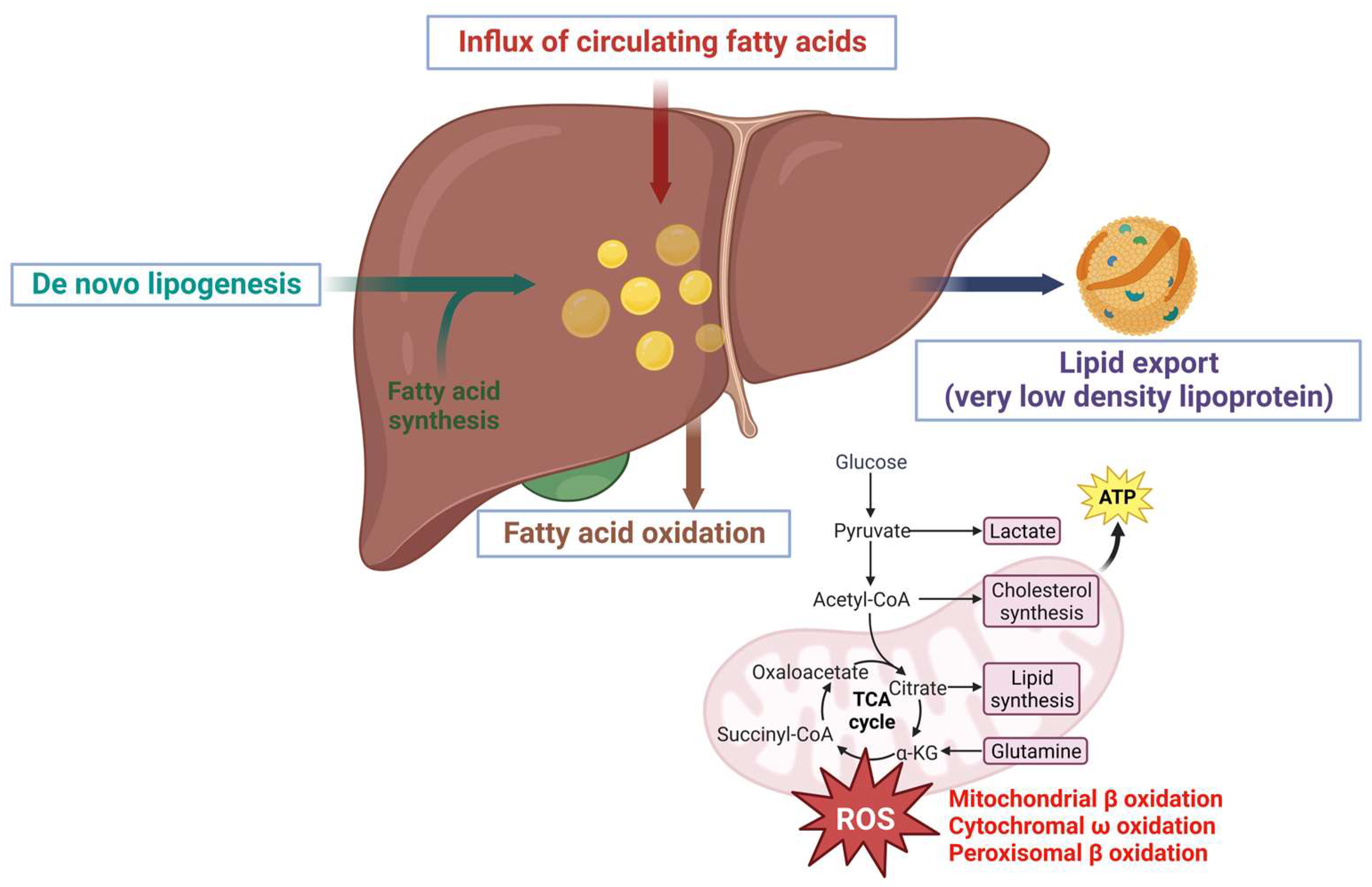 Crosstalk between Lipids and Non Alcoholic Fatty Liver Disease