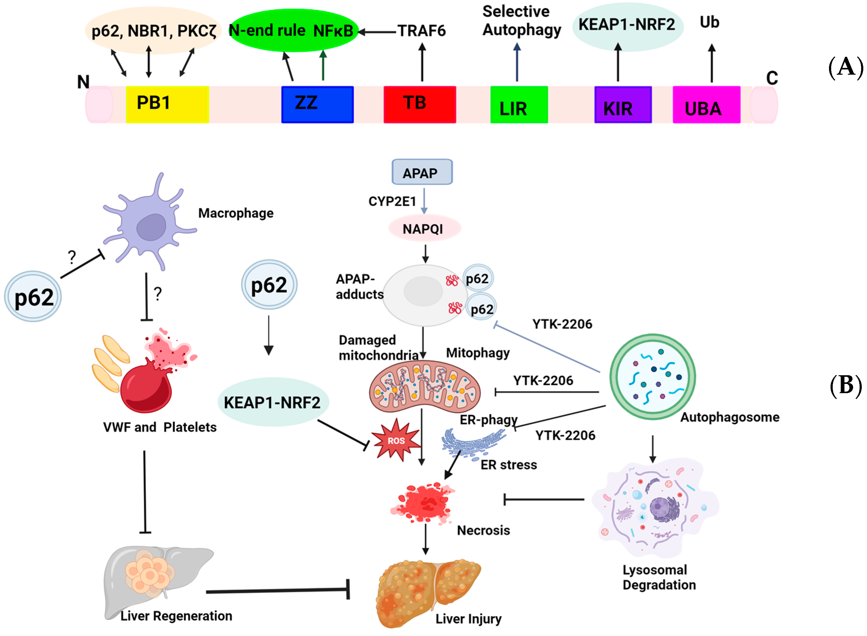 Livers 04 00027 g001 Livers 04 00027 g001