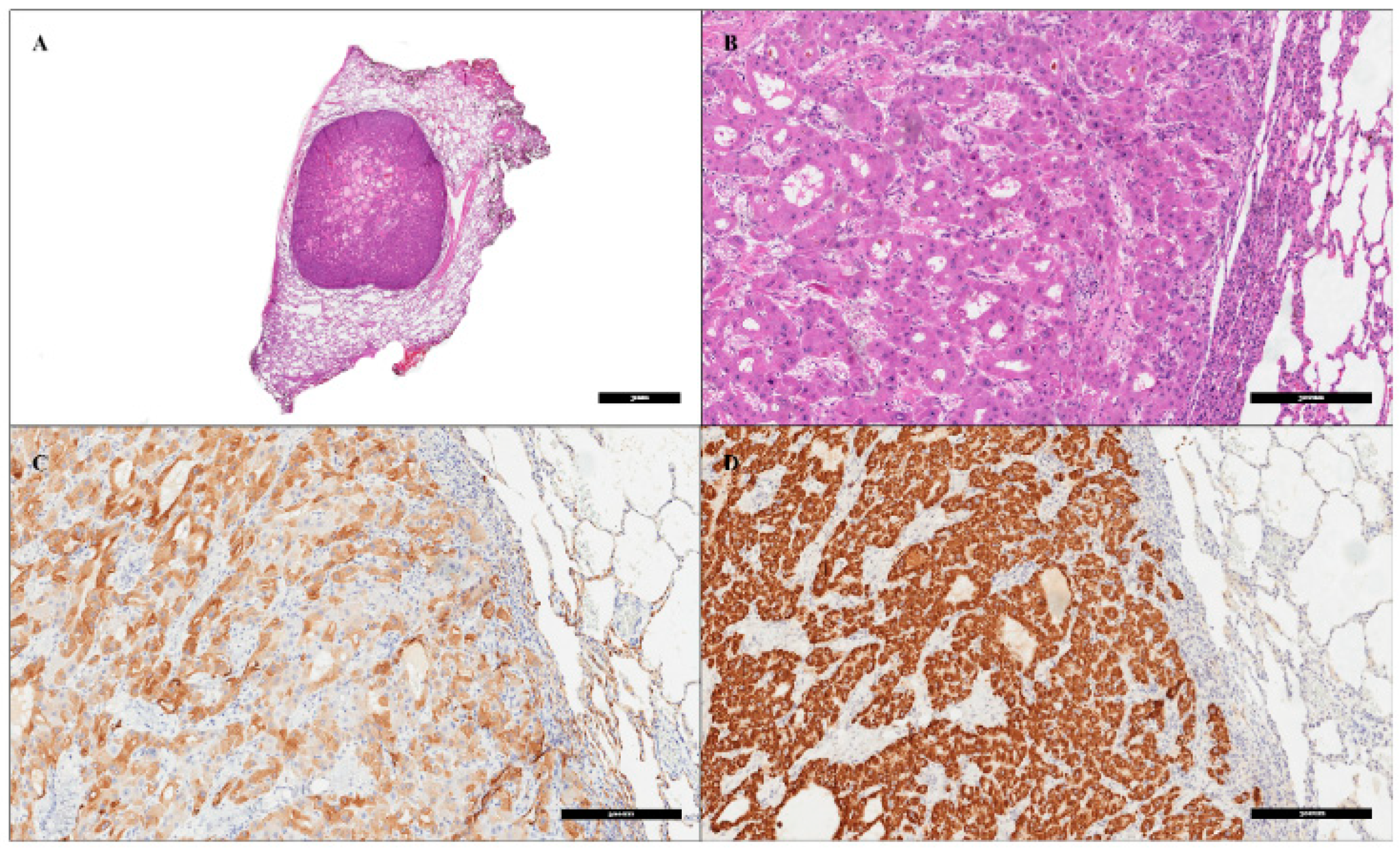 Livers 04 00029 g003