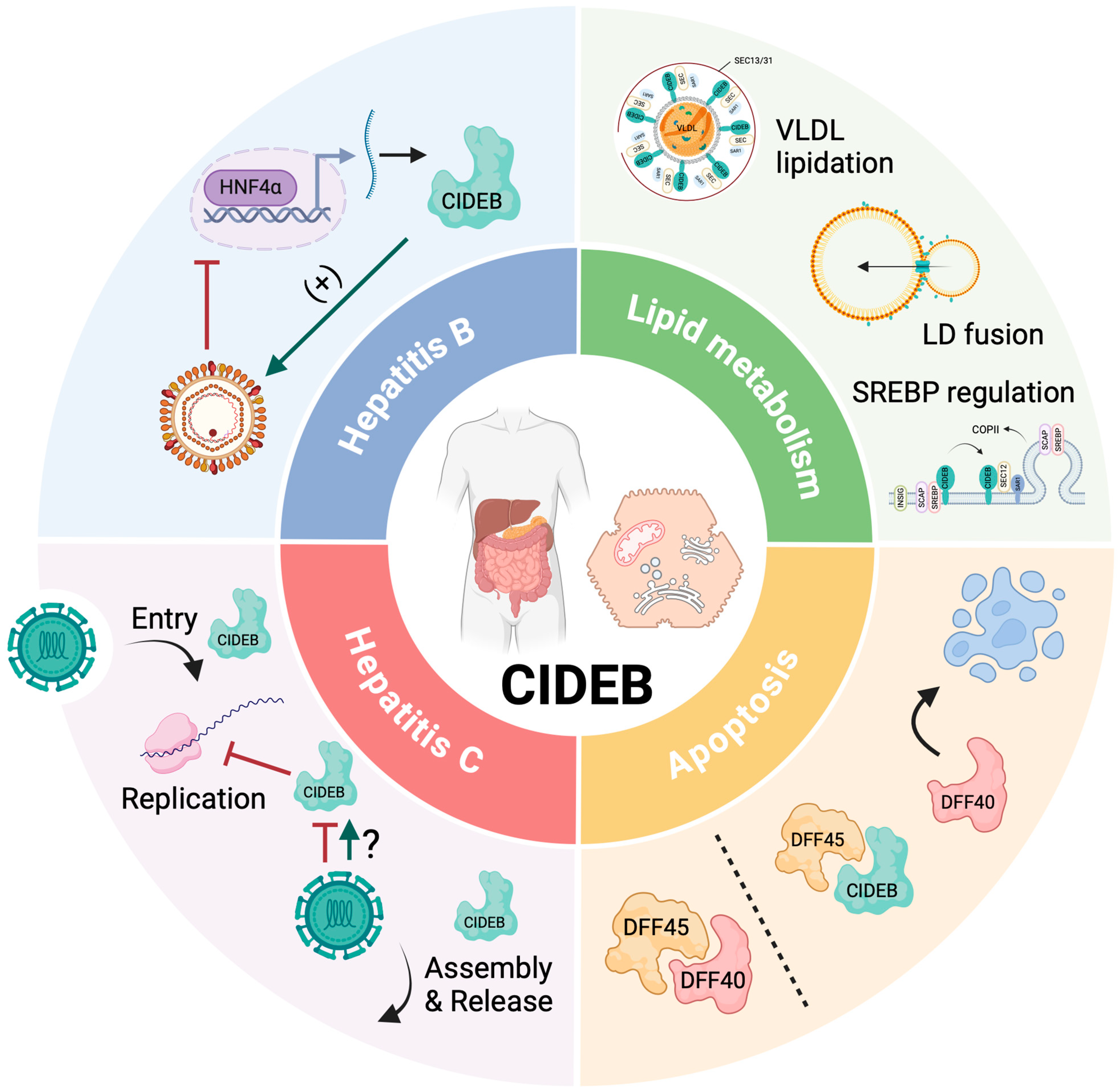 Livers 04 00030 g001 Livers 04 00030 g001