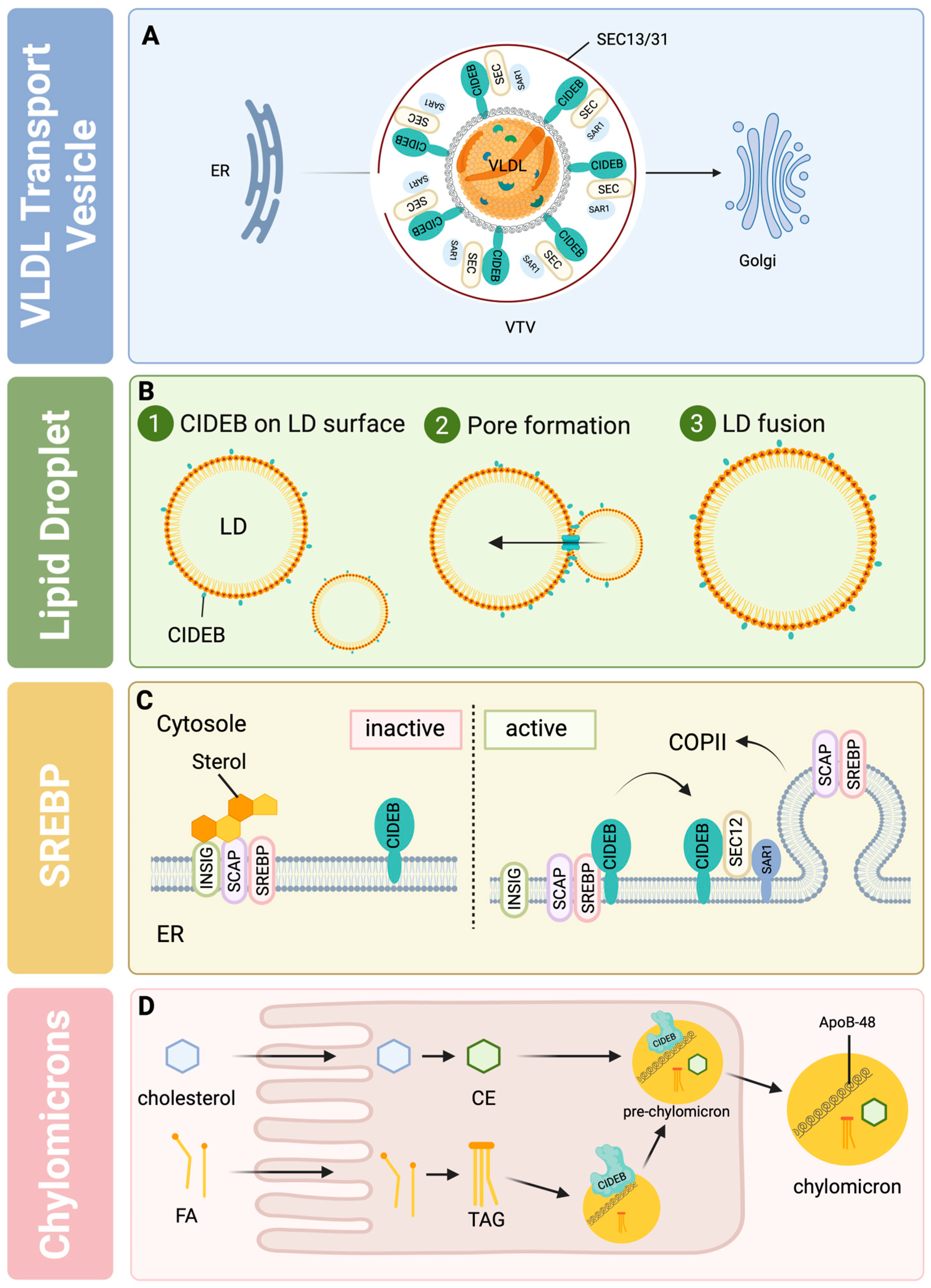 Livers 04 00030 g002 Livers 04 00030 g002