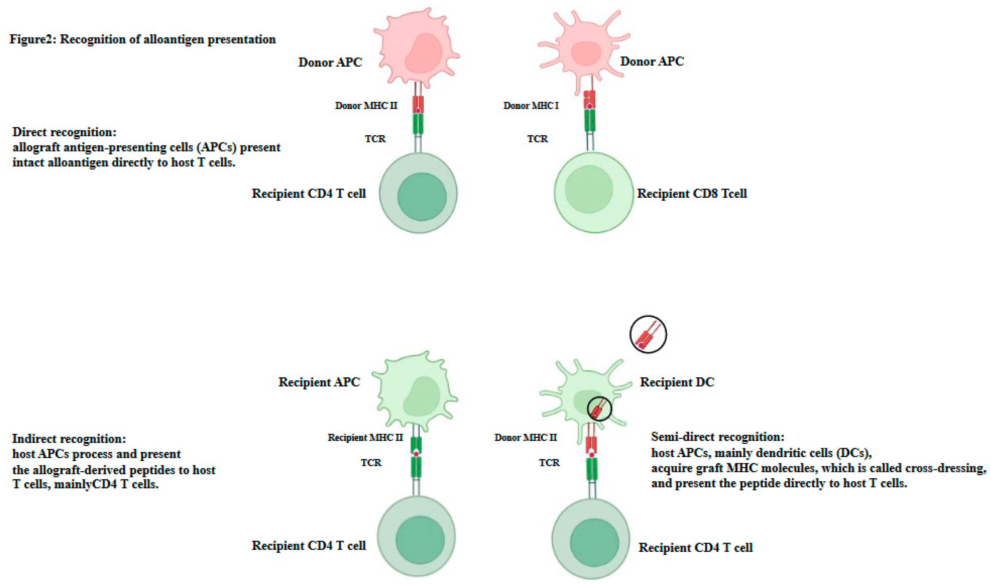 Livers 04 00031 g002 Livers 04 00031 g002