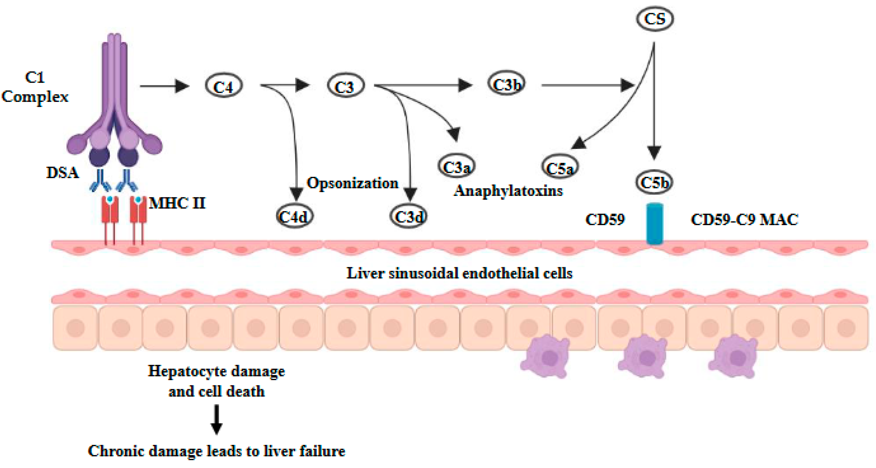 Livers 04 00031 g003 Livers 04 00031 g003
