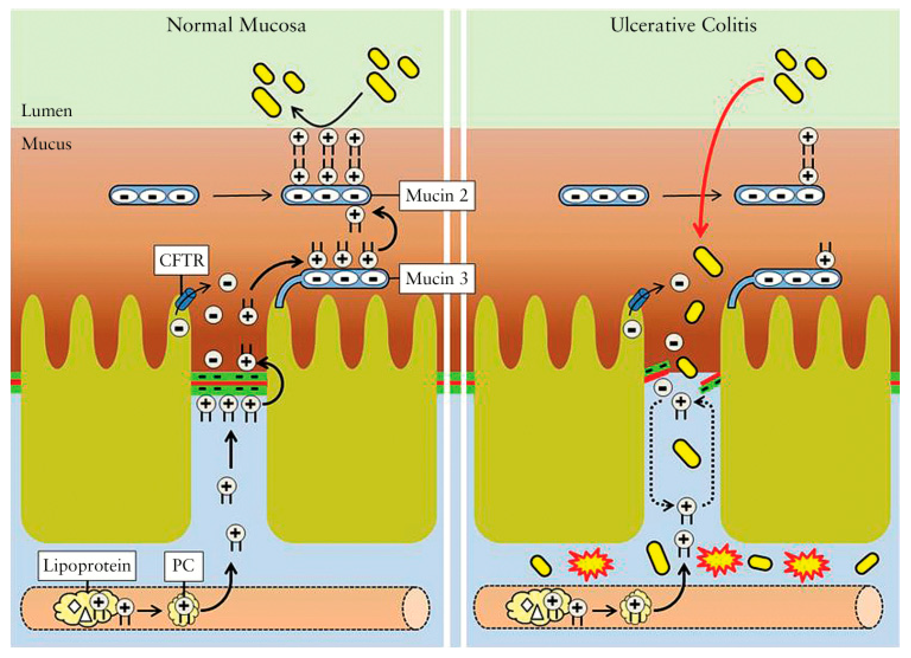Livers 04 00034 g004 Livers 04 00034 g004
