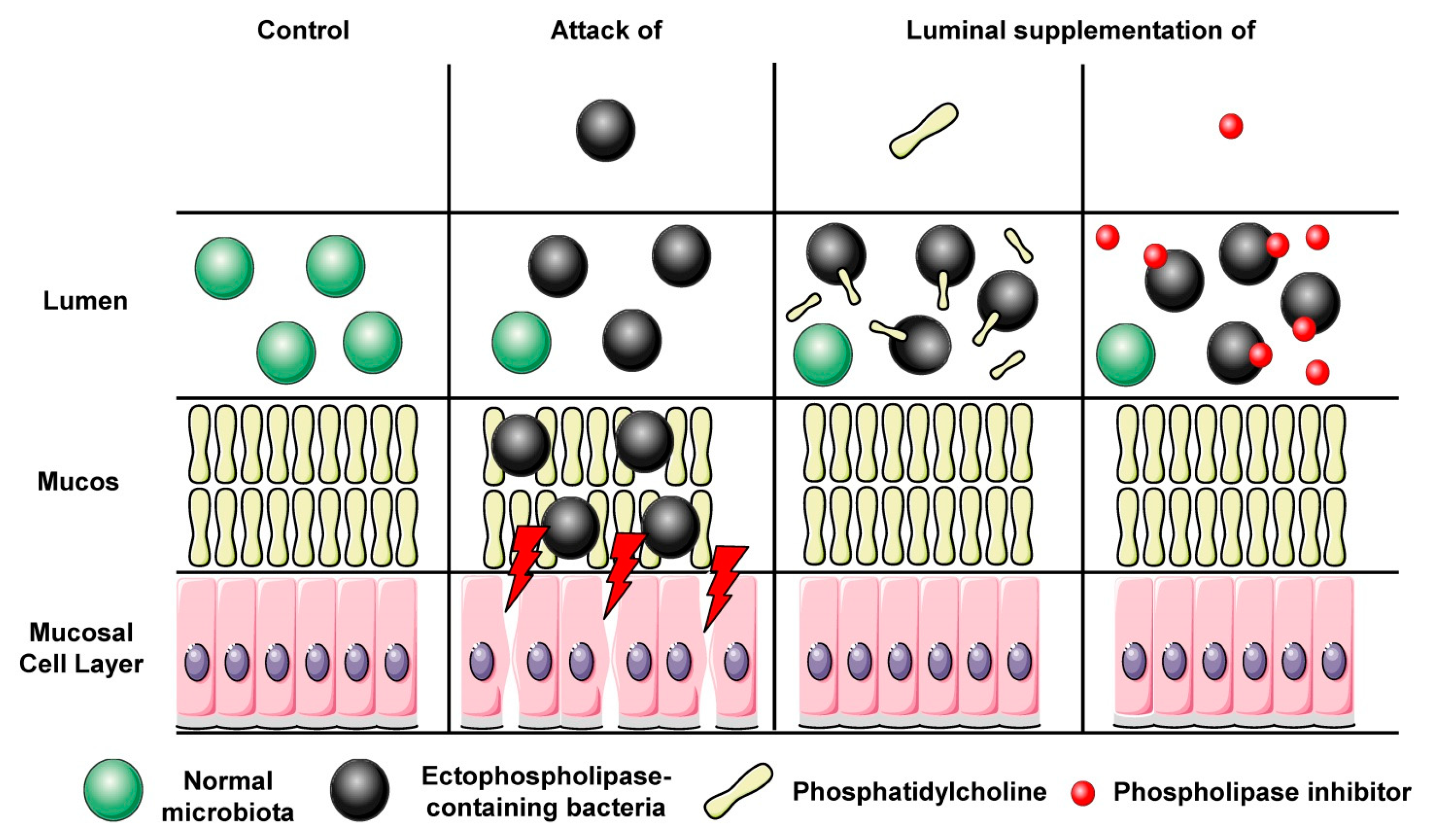 Livers 04 00034 g007 Livers 04 00034 g007