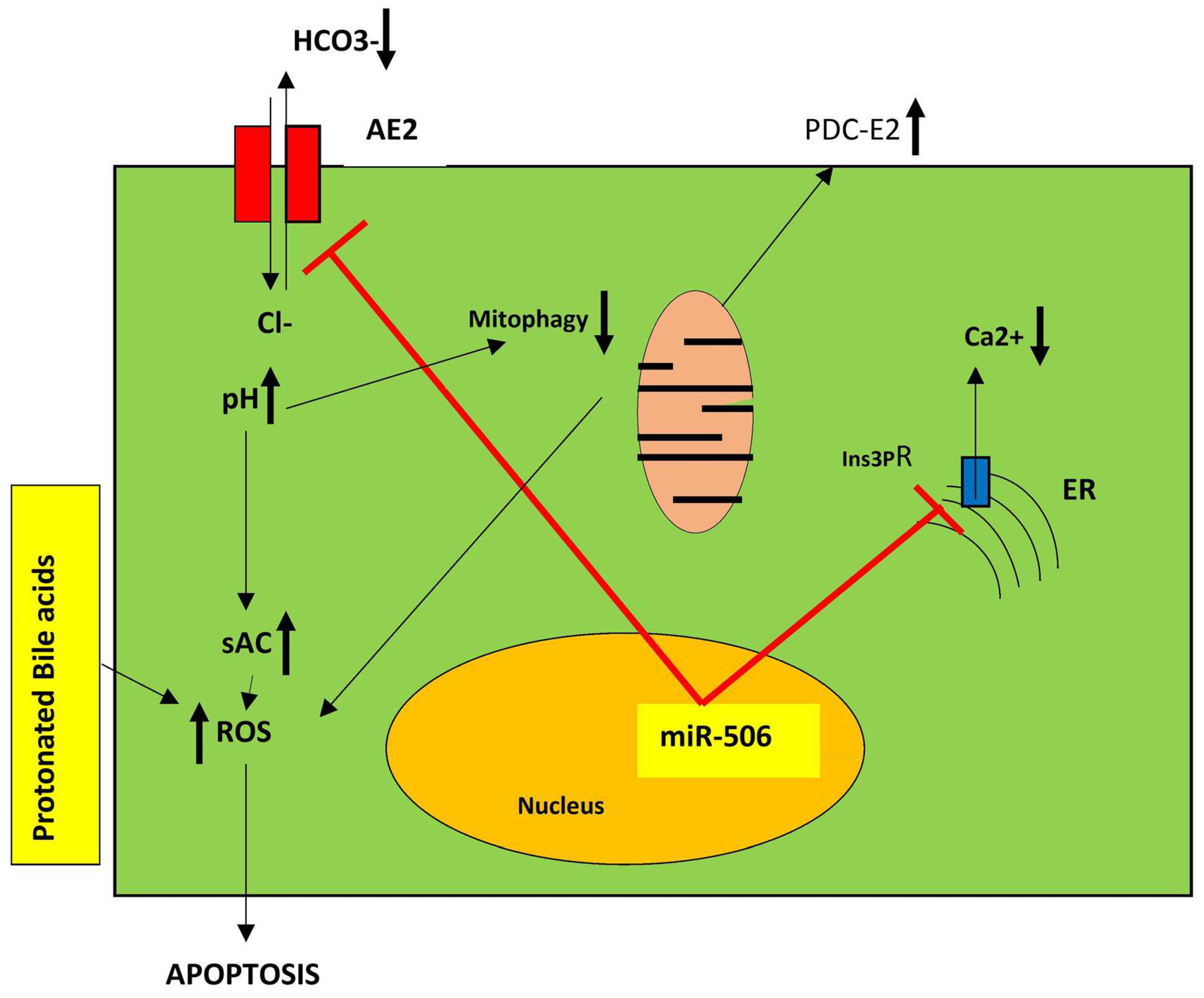Livers 05 00015 g001