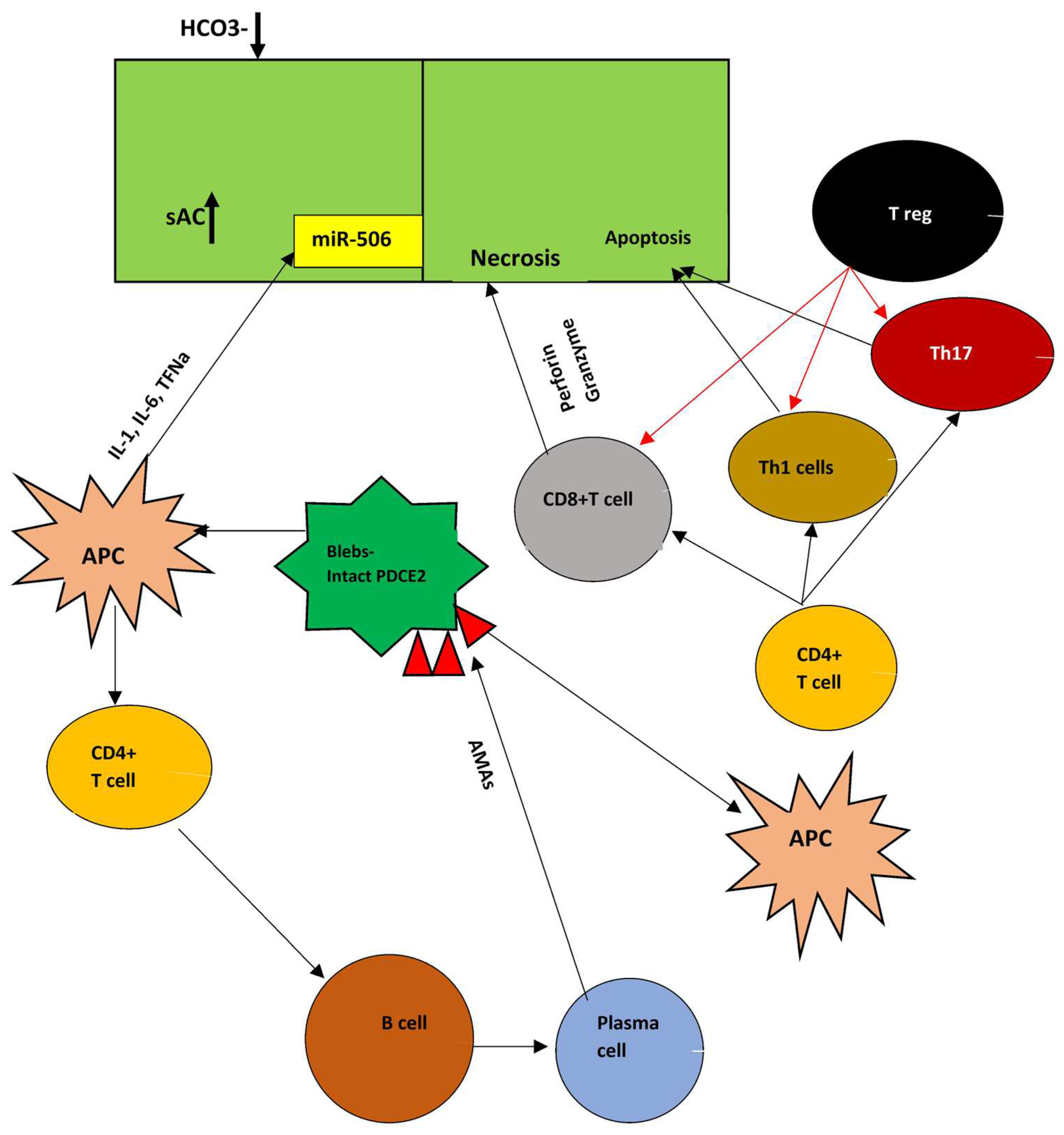 Livers 05 00015 g002