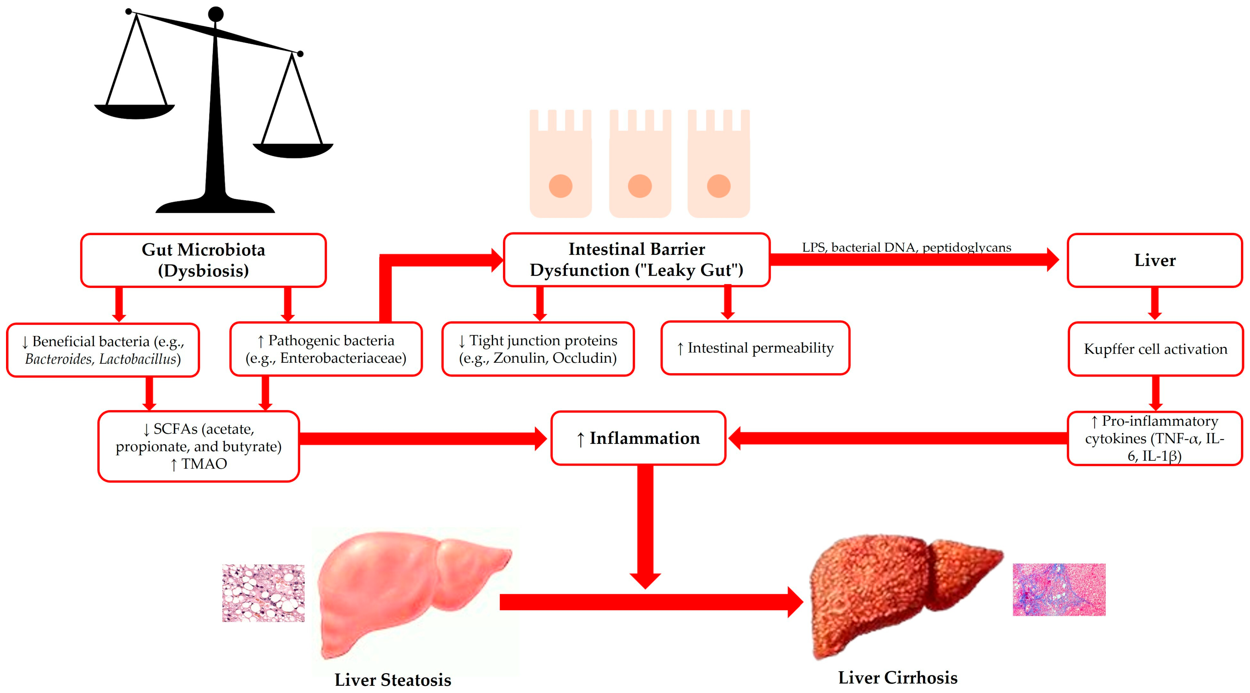 Livers 05 00017 g001