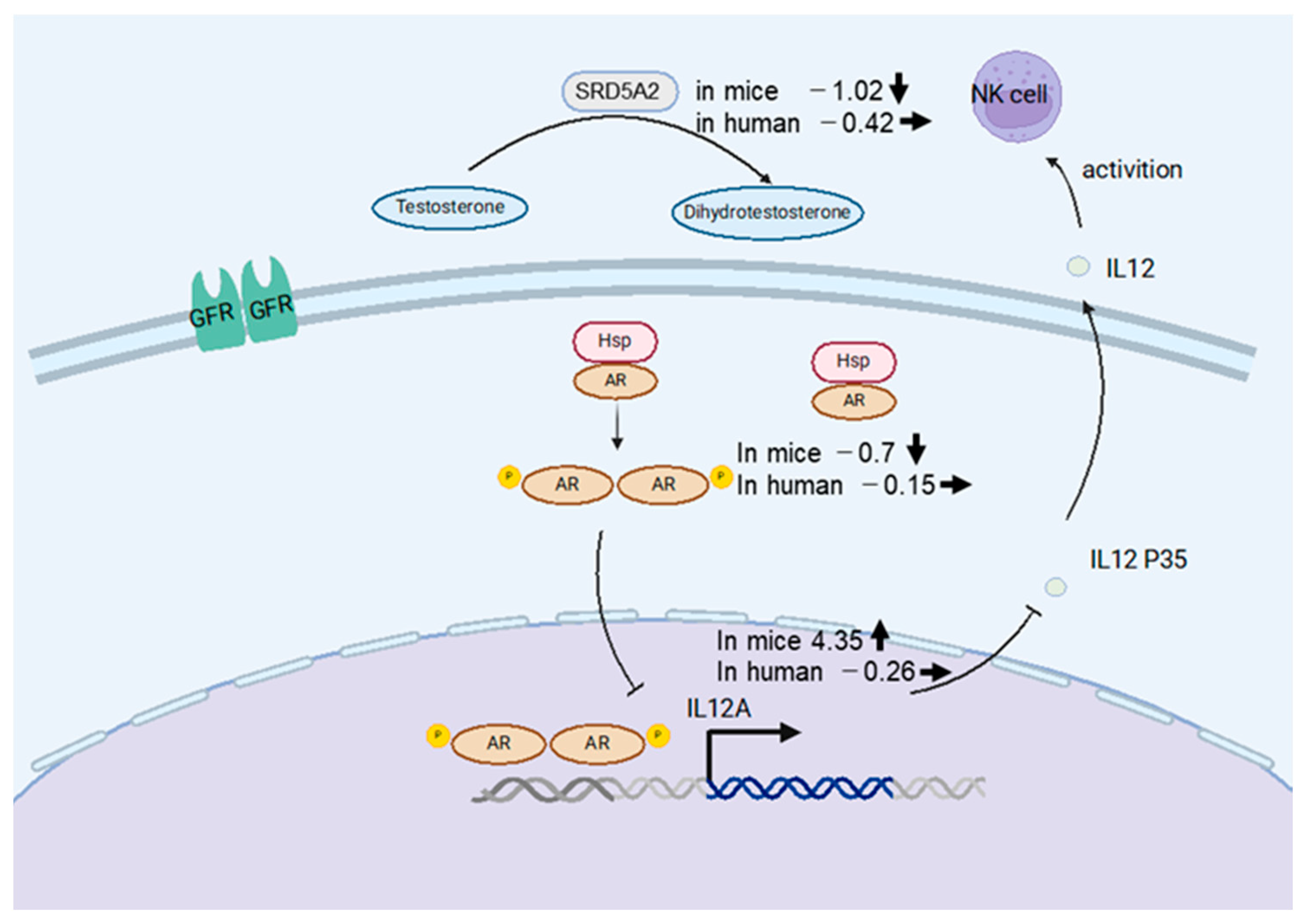 Livers 05 00018 g007 Livers 05 00018 g007