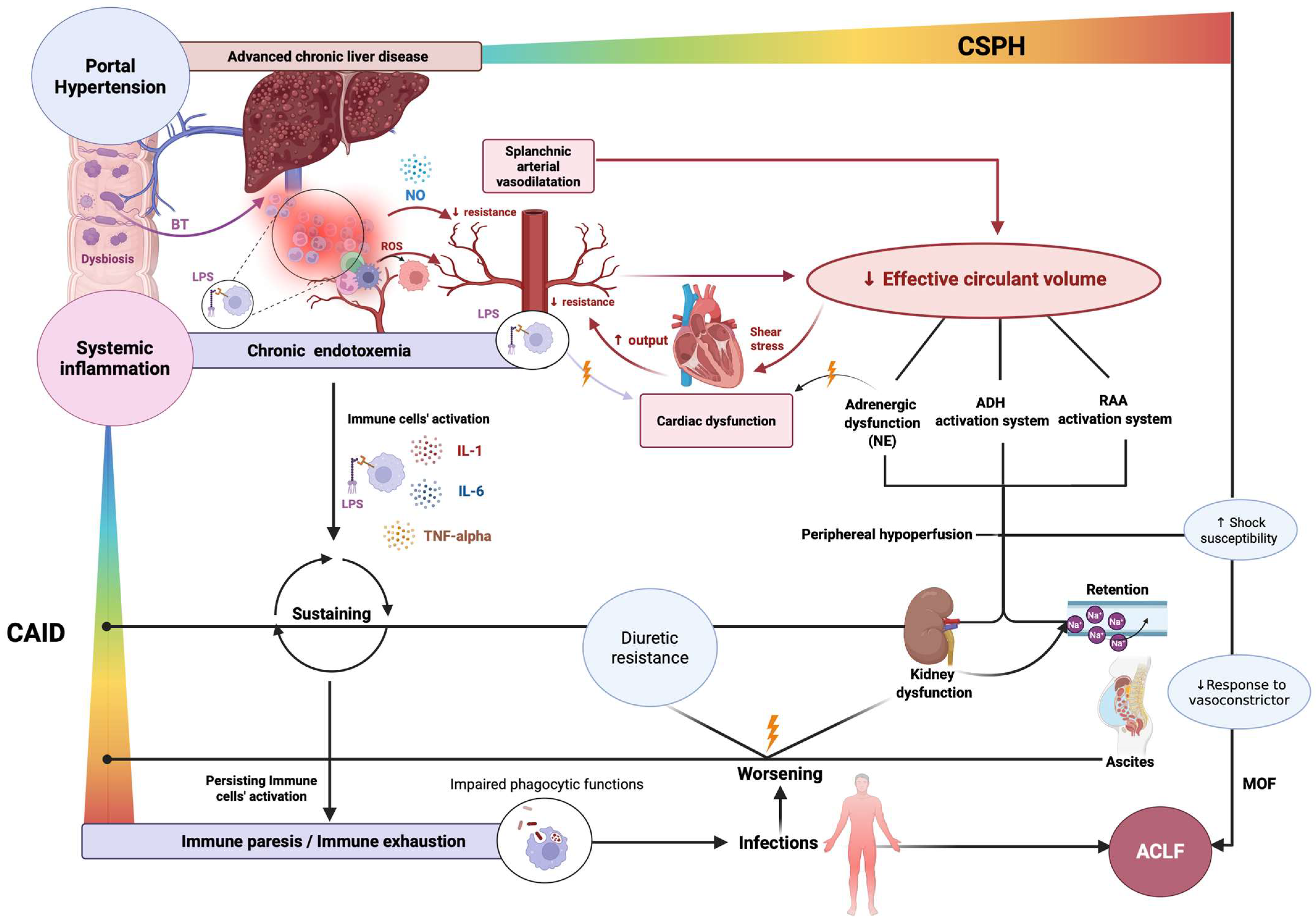 Livers 05 00046 g003 Livers 05 00046 g003