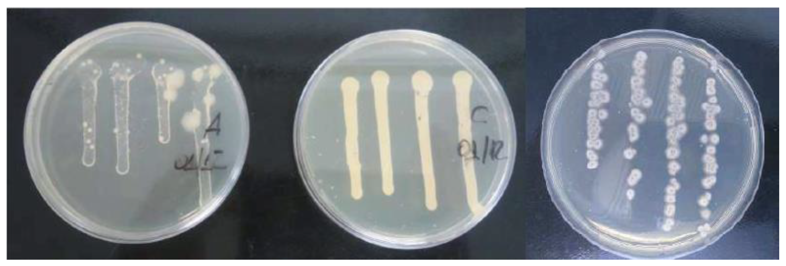 Lubricants 10 00309 g003