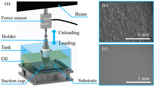 The Science of Vacuum-Cup Forces - Fluid Power Journal