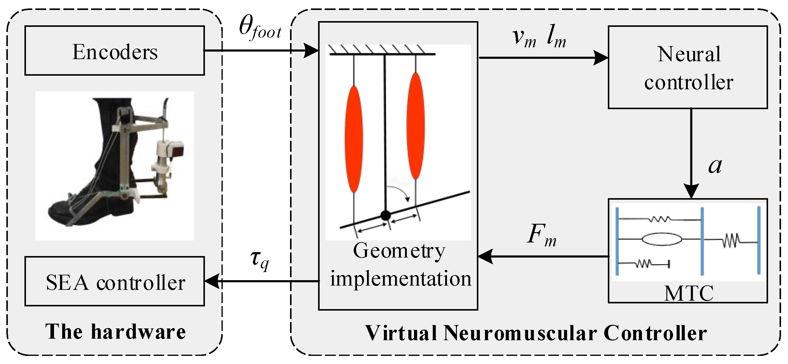 Machines | Free Full-Text | Virtual Neuromuscular Control for