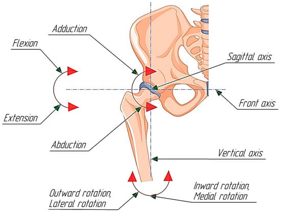 Module - Movements of the Lower Limb