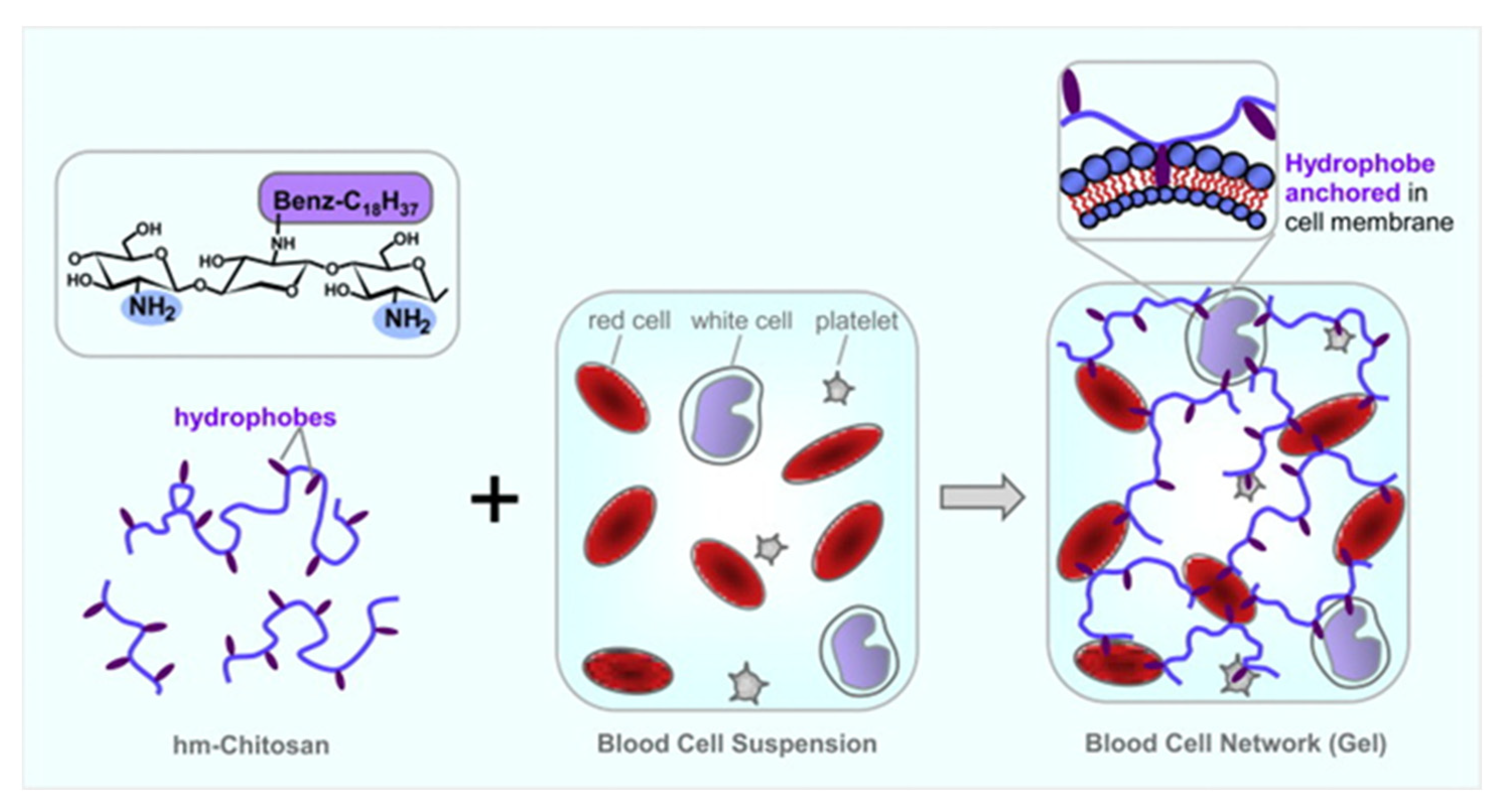 Macromol 02 00022 g004