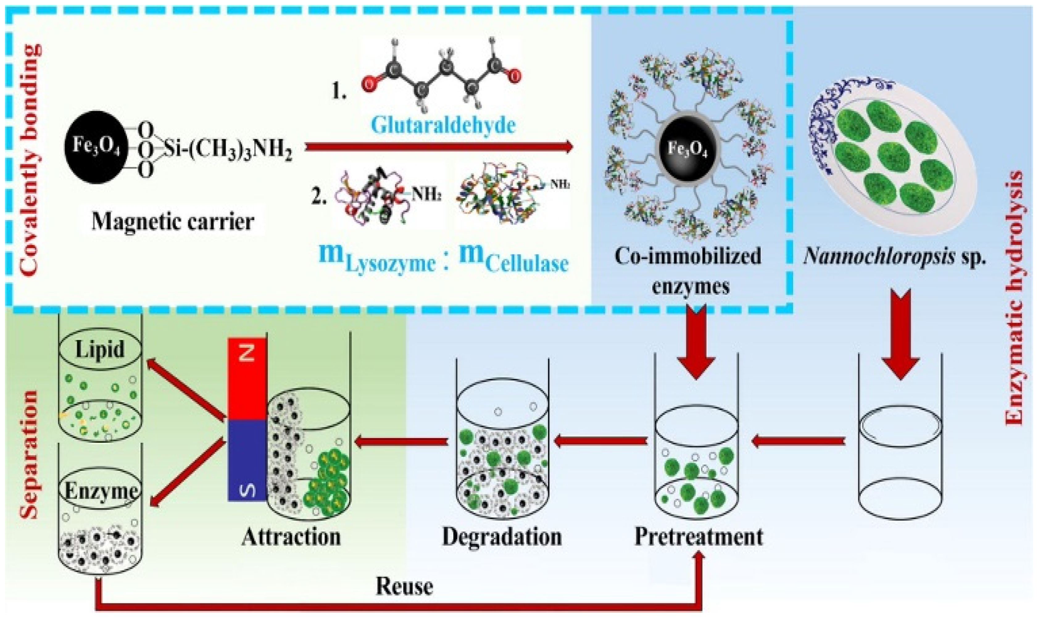 Magnetochemistry 05 00036 sch003