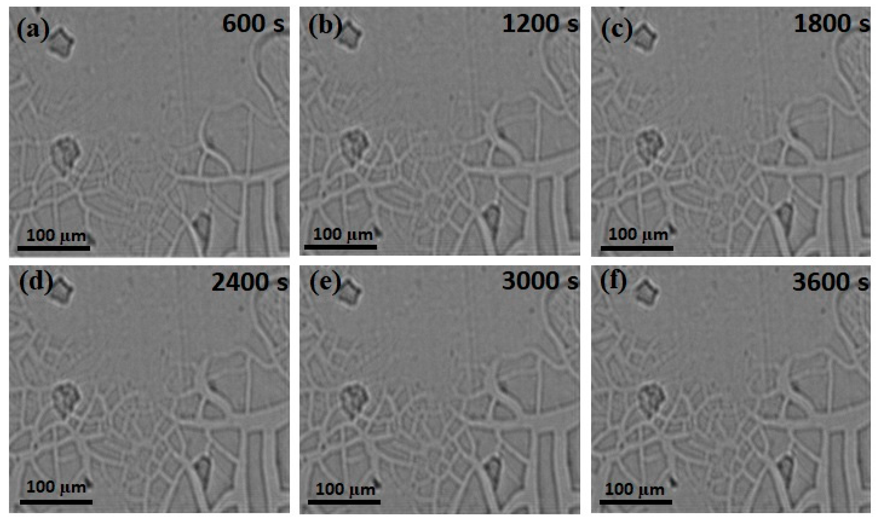 Magnetochemistry 07 00014 g005 Magnetochemistry 07 00014 g005