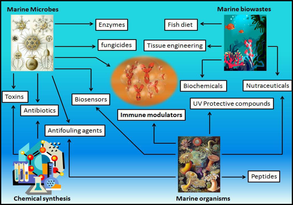 Marine Drugs Free Full Text Immense Essence Of Excellence Marine