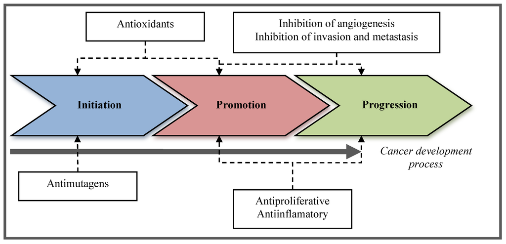 carcinogenesis initiation promotion progression