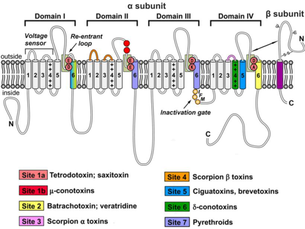 Channel binding. Marine drugs. Тетродотоксин Синтез. Structure Piezo channel. Nav1.7 ion channel PDB.