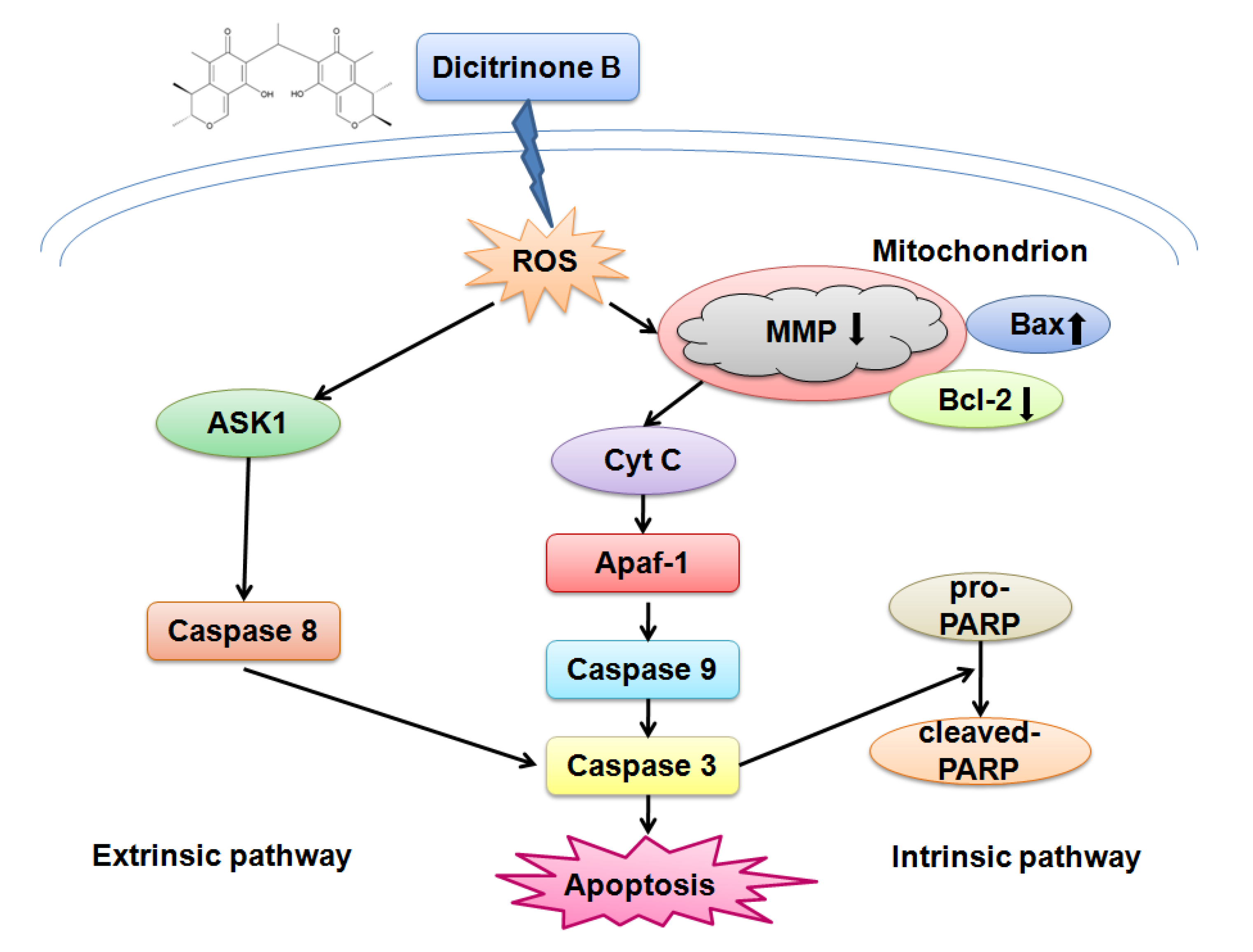Marine Drugs | Free Full-Text | The Marine Fungal Metabolite, Dicitrinone  B, Induces A375 Cell Apoptosis through the ROS-Related Caspase Pathway |  HTML
