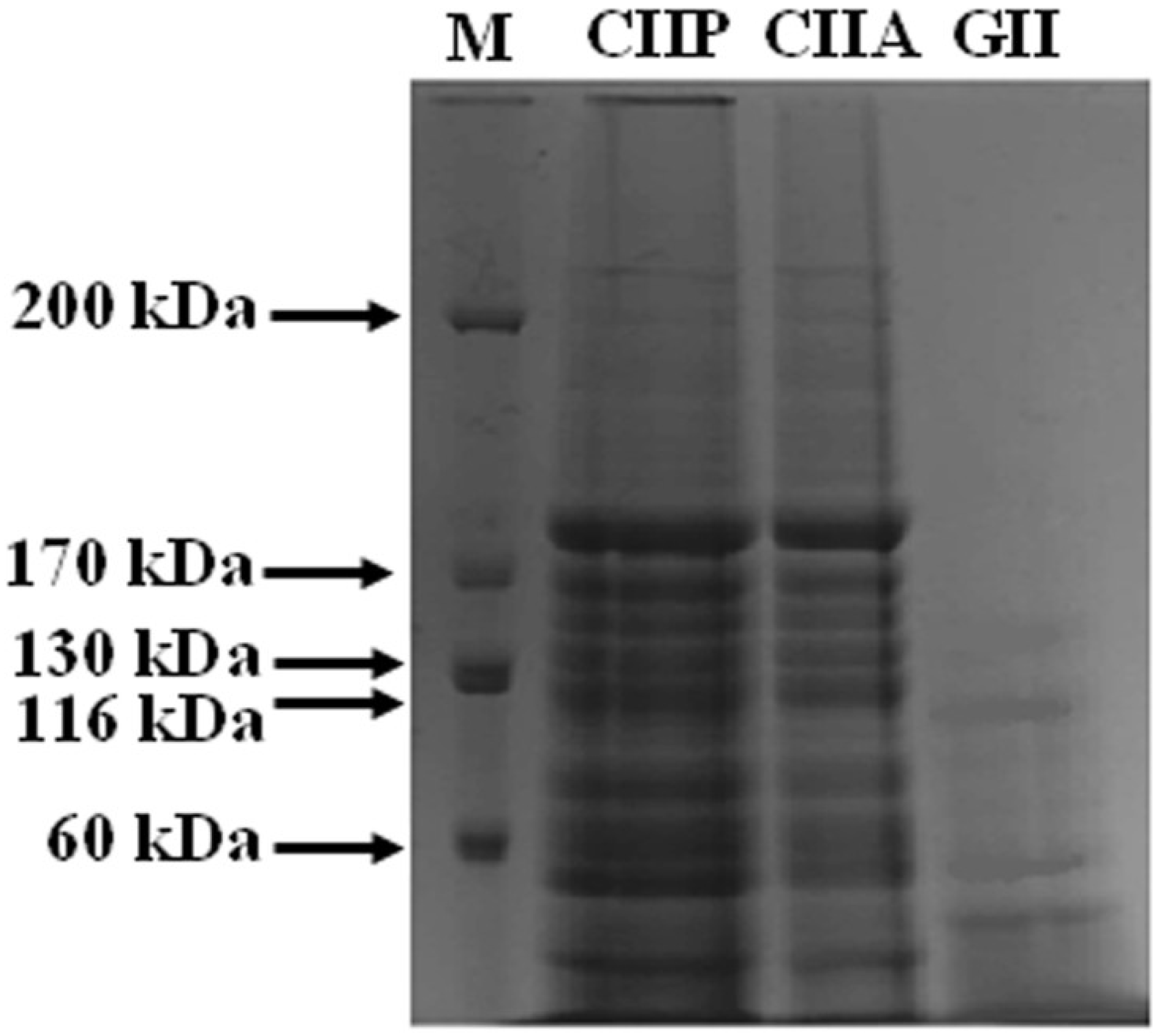 Marine Drugs | Free Full-Text | Type II Collagen and Gelatin from Silvertip  Shark (Carcharhinus albimarginatus) Cartilage: Isolation, Purification,  Physicochemical and Antioxidant Properties | HTML