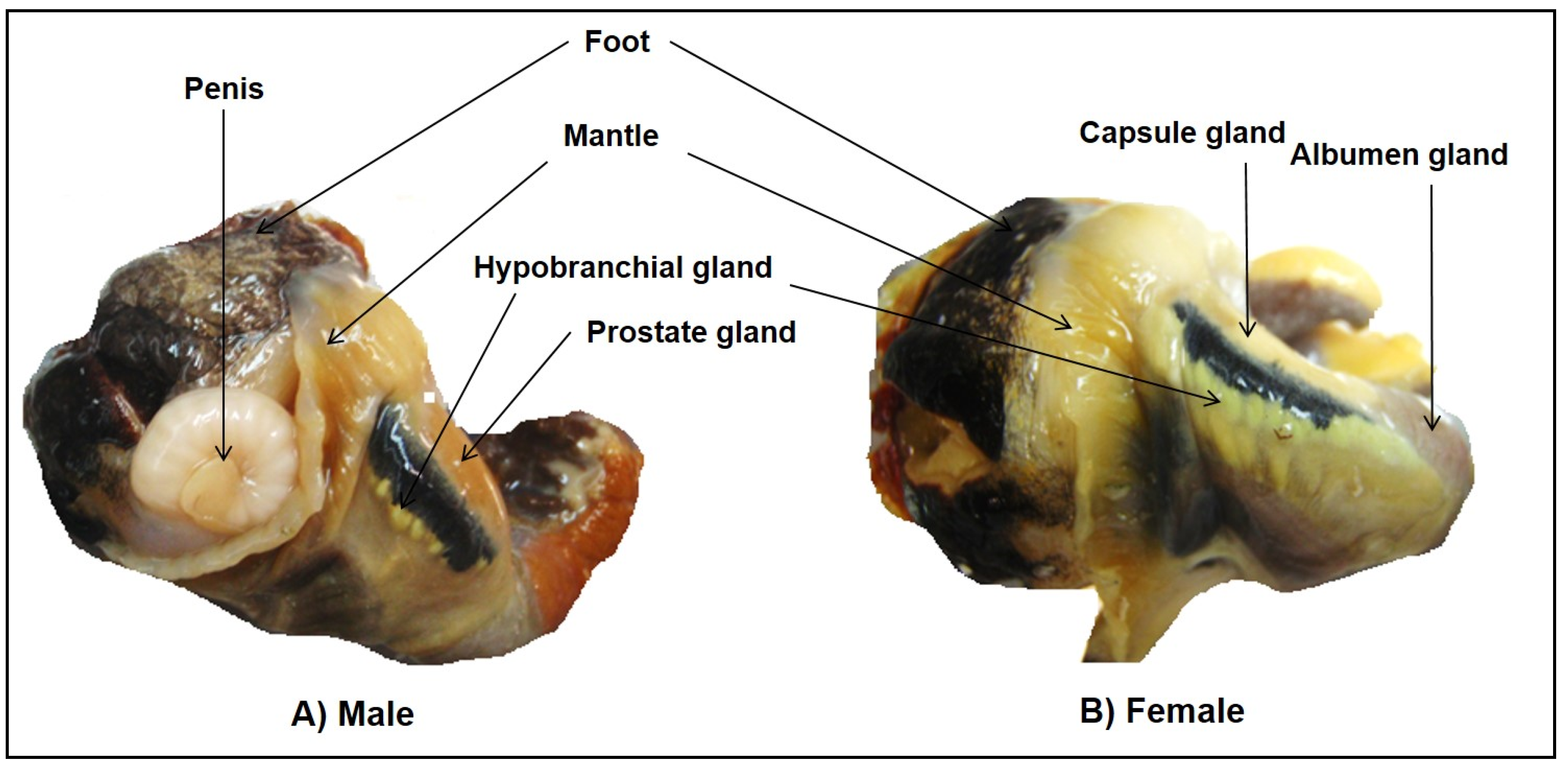 Marinedrugs 14 00135 g009