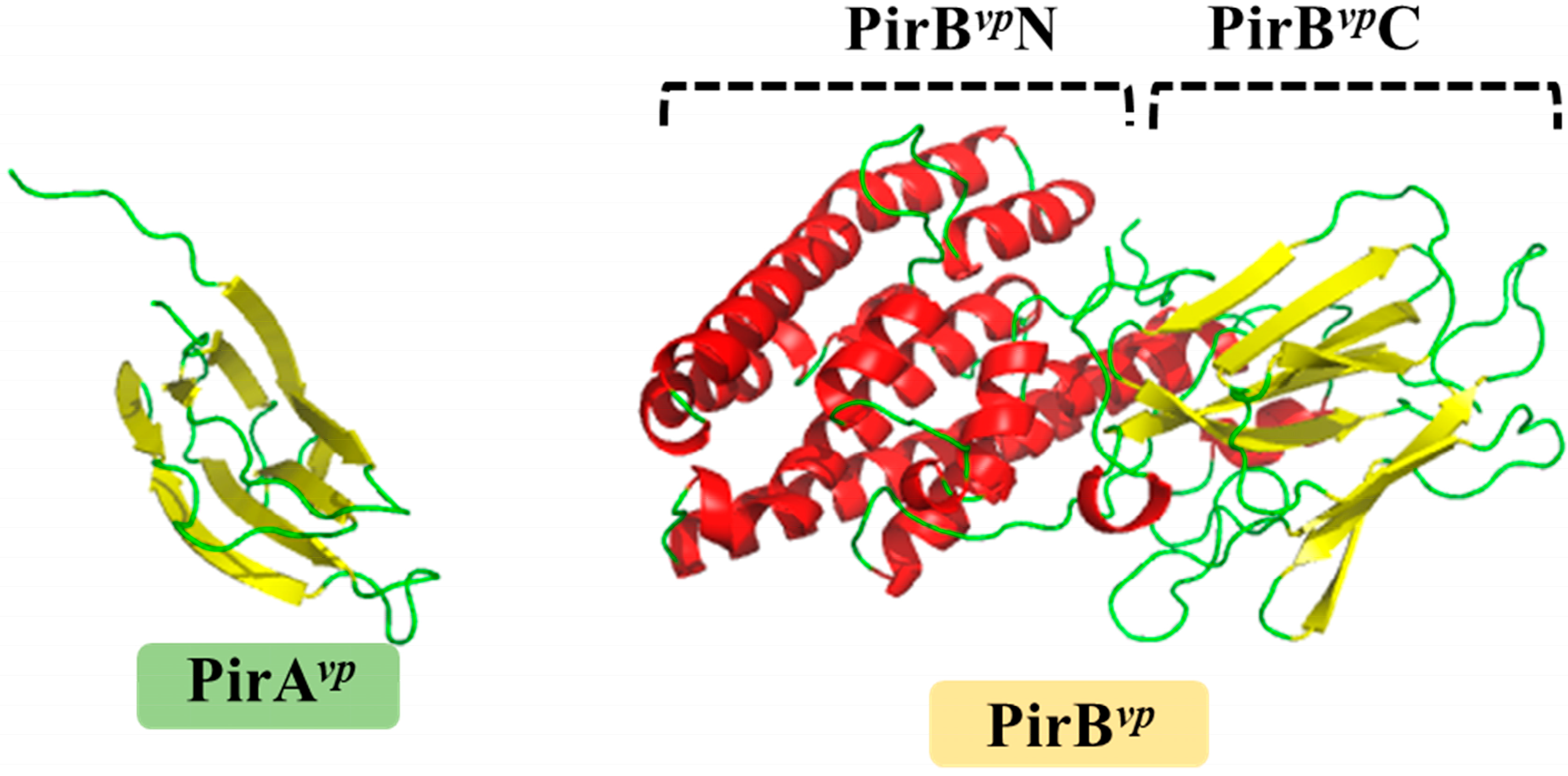 Marine Drugs | Free Full-Text | Structural Insights into the Cytotoxic  Mechanism of Vibrio parahaemolyticus PirAvp and PirBvp Toxins