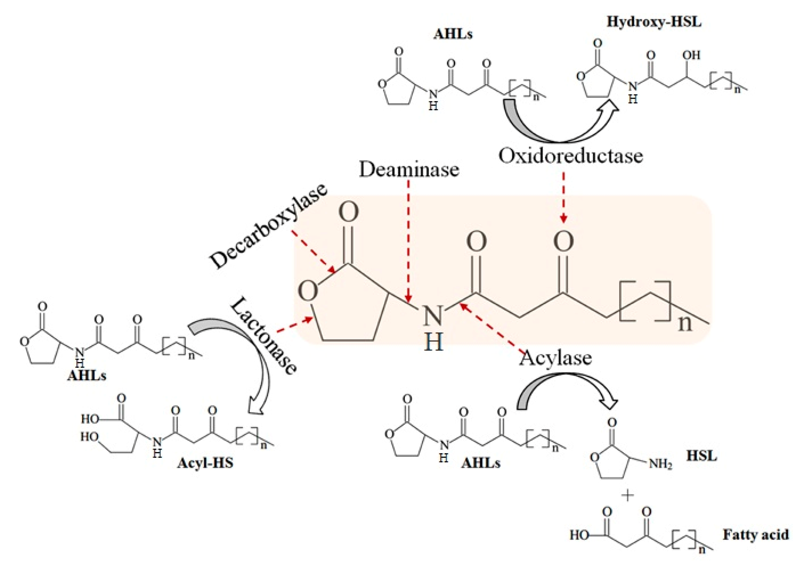 Comparison of AaL active site with AiiA, AiiB, and AidC. (A)