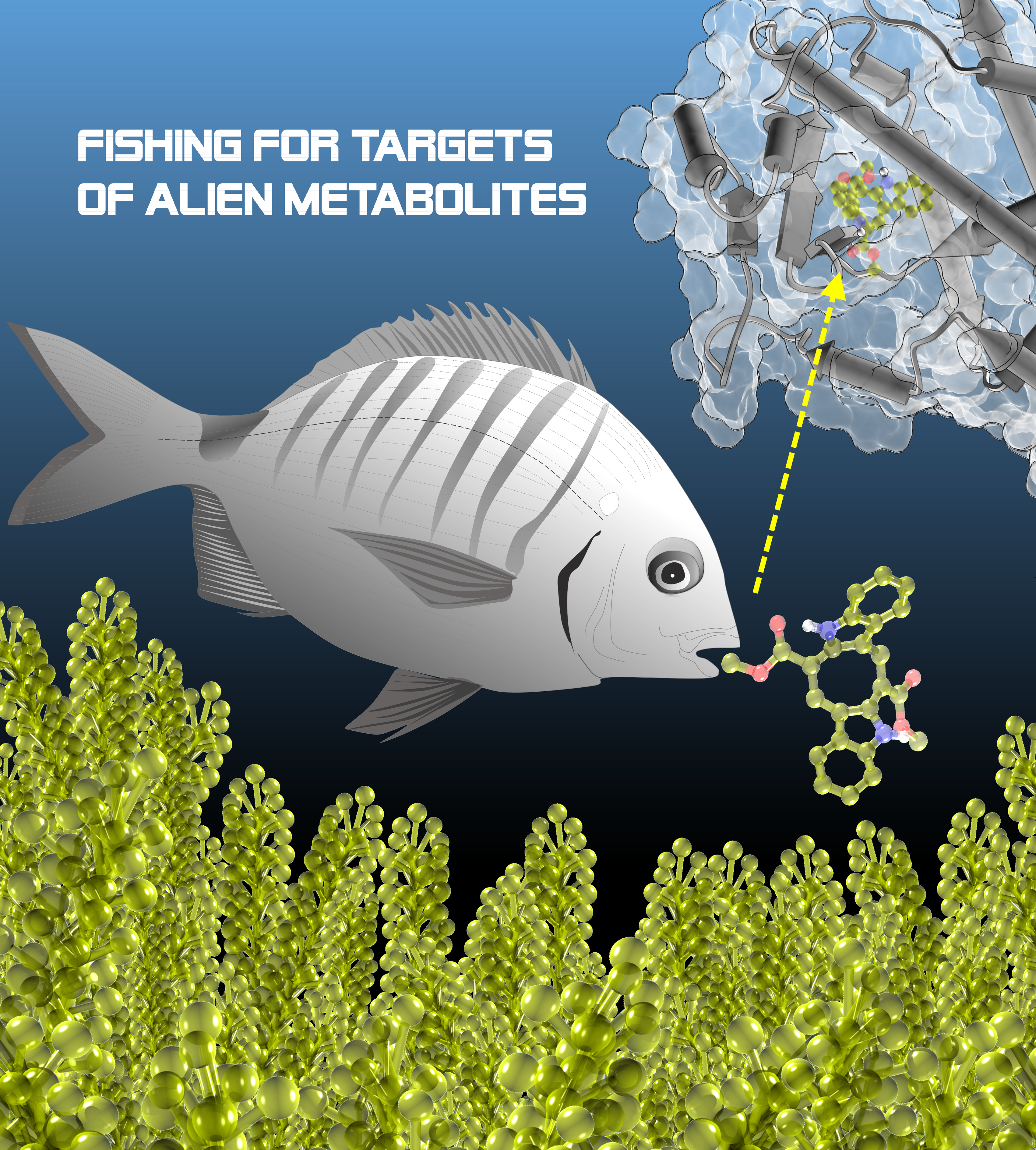 Marine Drugs Free Full Text Fishing For Targets Of Alien Metabolites A Novel Peroxisome Proliferator Activated Receptor Ppar Agonist From A Marine Pest Html