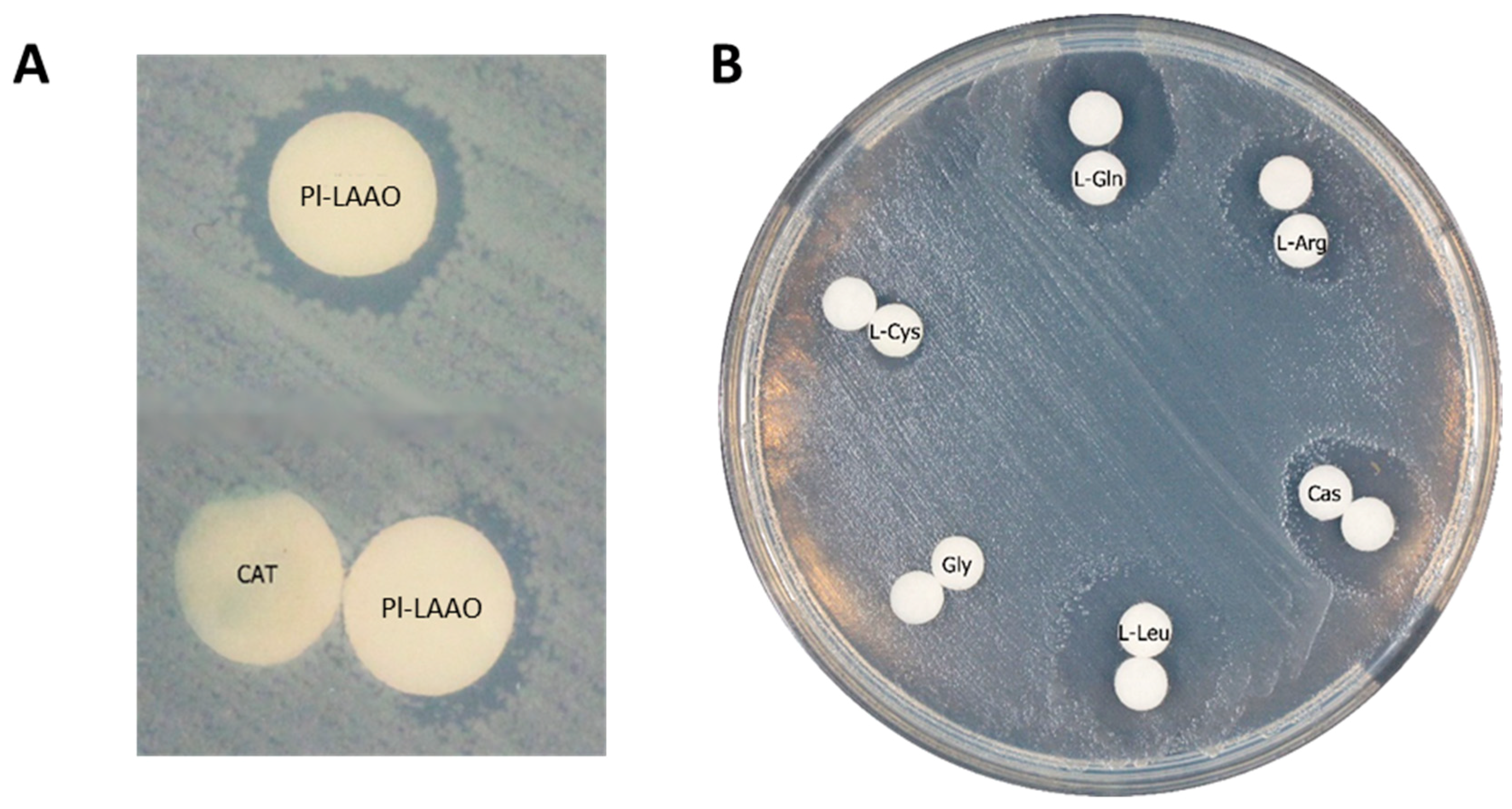 Marinedrugs 16 00499 g006