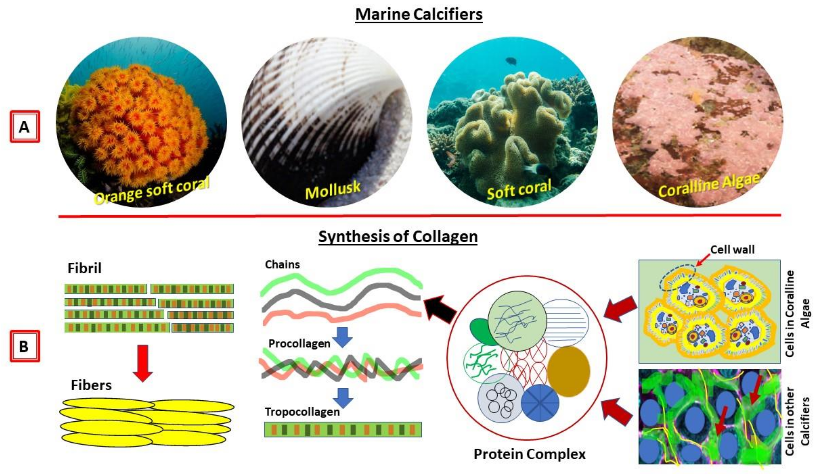 marine invertebrates