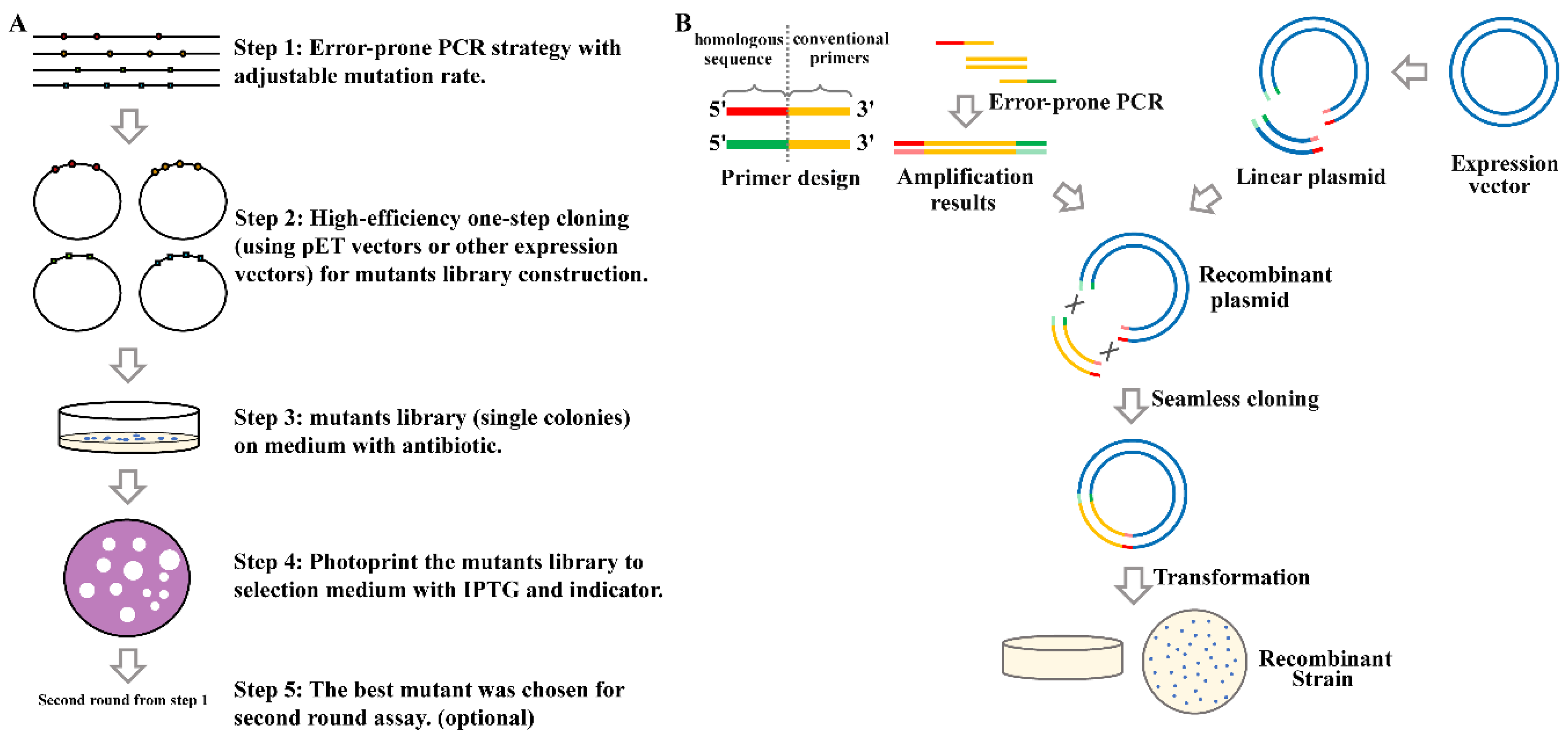 Comparison of AaL active site with AiiA, AiiB, and AidC. (A)