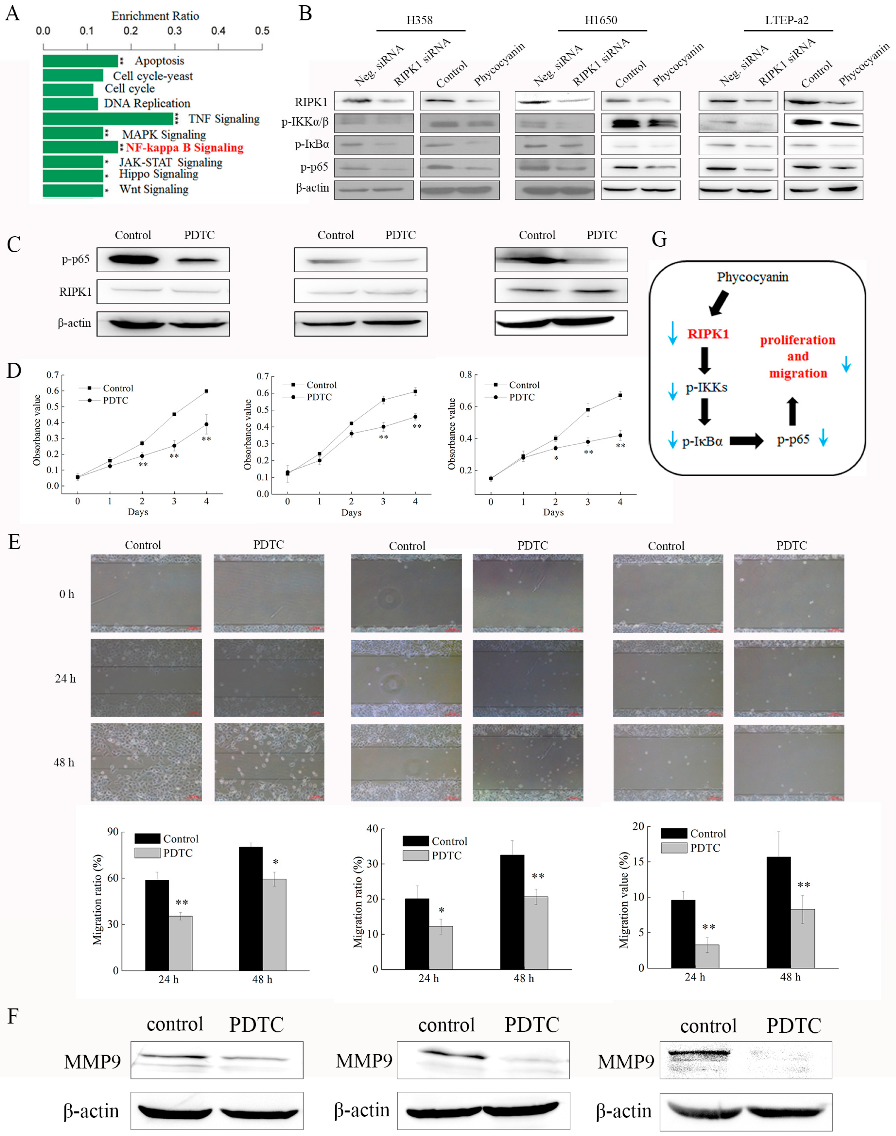 Marinedrugs 17 00362 g008 Marinedrugs 17 00362 g008