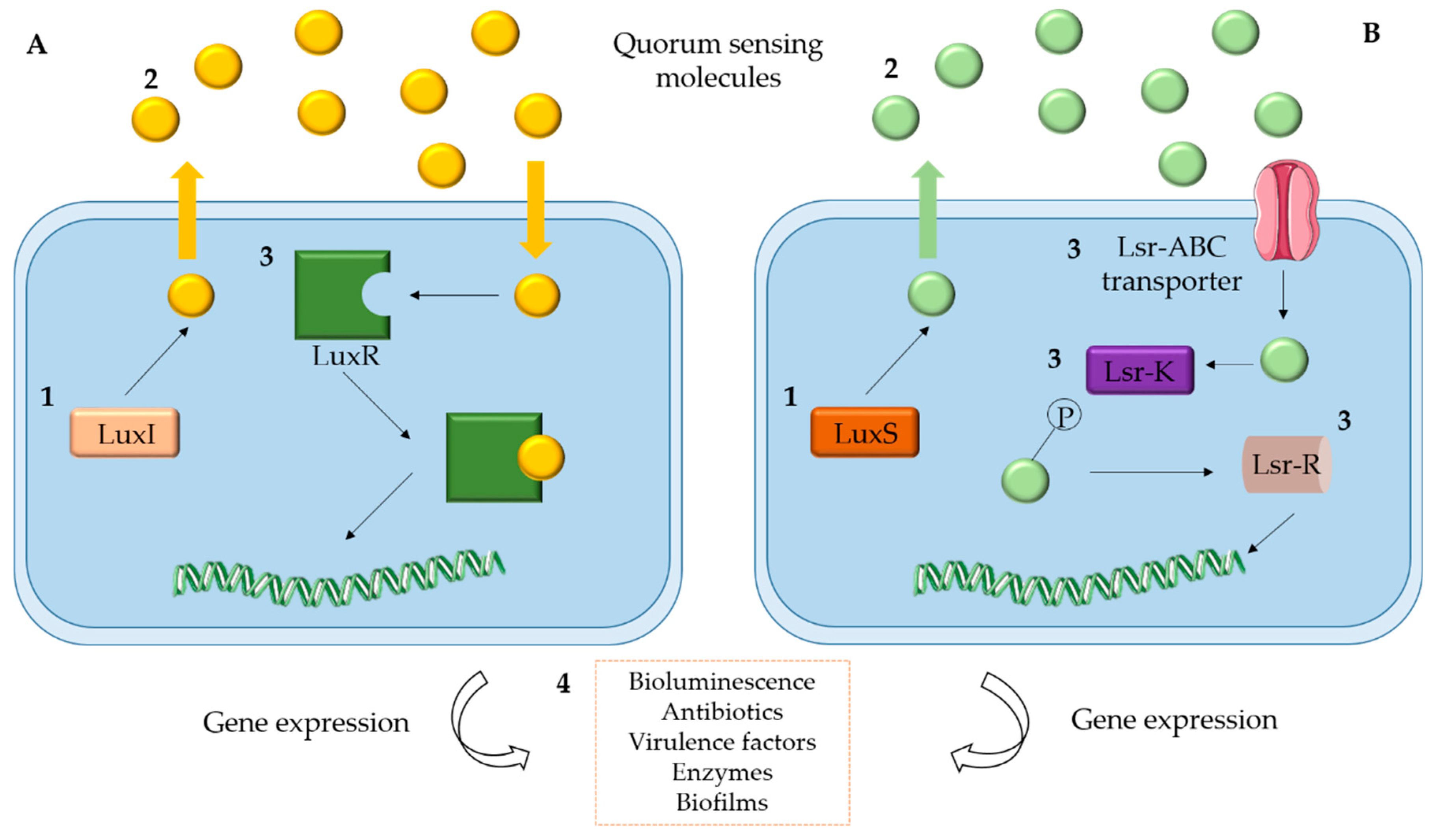 Кворум это. Quorum Sensing микроорганизмов. Чувство кворума Quorum Sensing. Понятие Quorum Sensing микробиология. Механизмы Quorum Sensing.