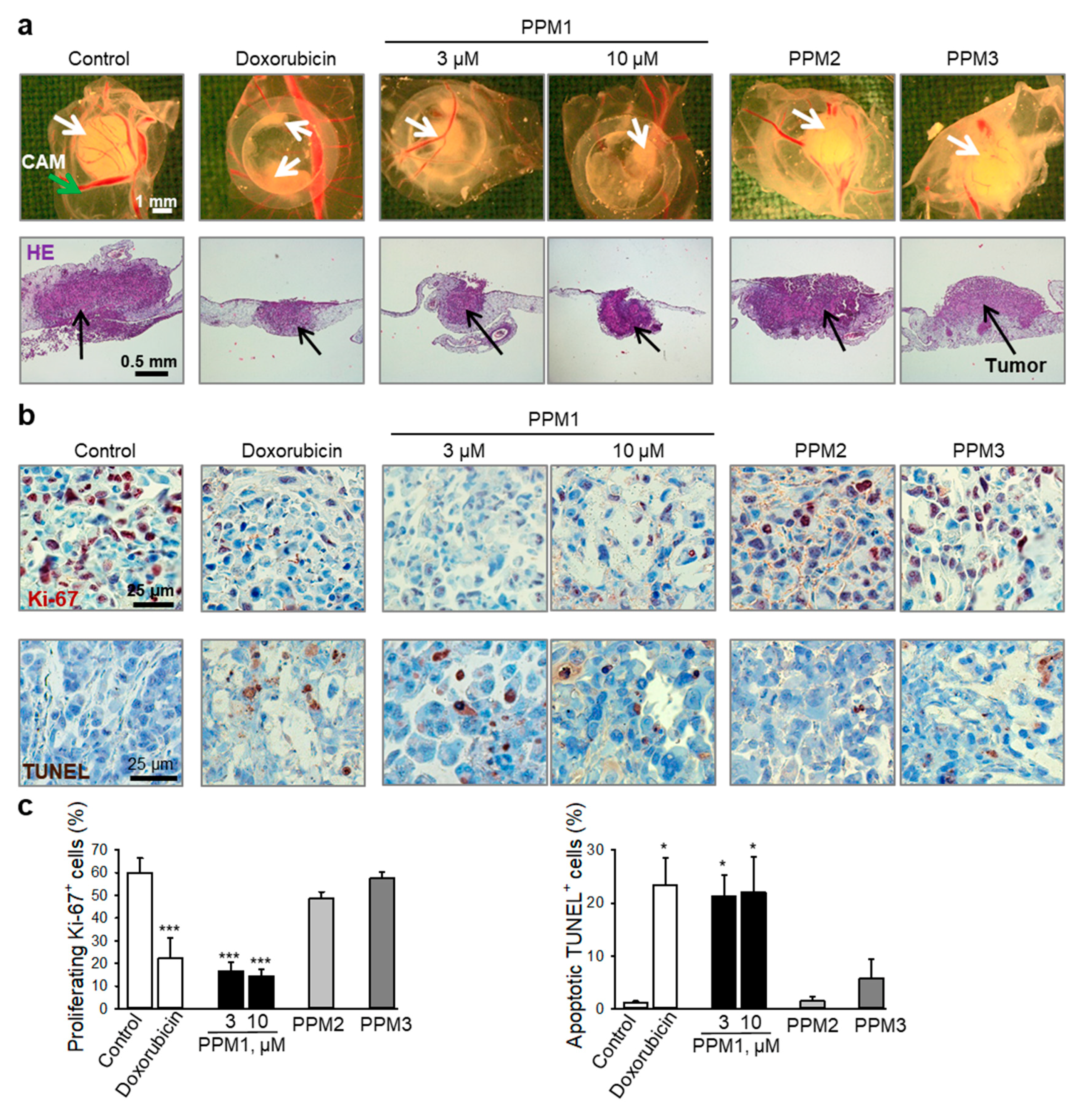 Marinedrugs 17 00437 g007 Marinedrugs 17 00437 g007