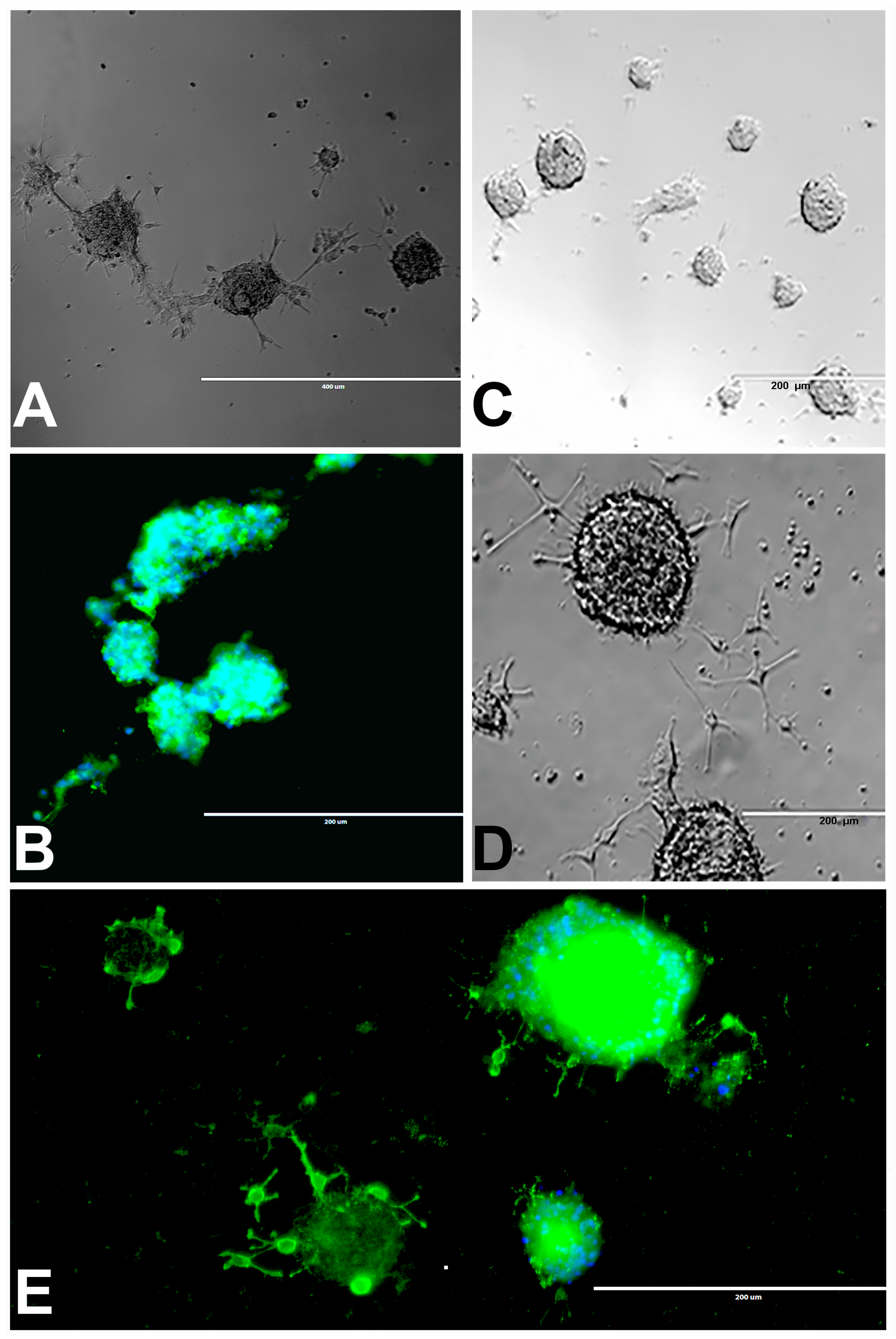 Marinedrugs 17 00566 g002 Marinedrugs 17 00566 g002