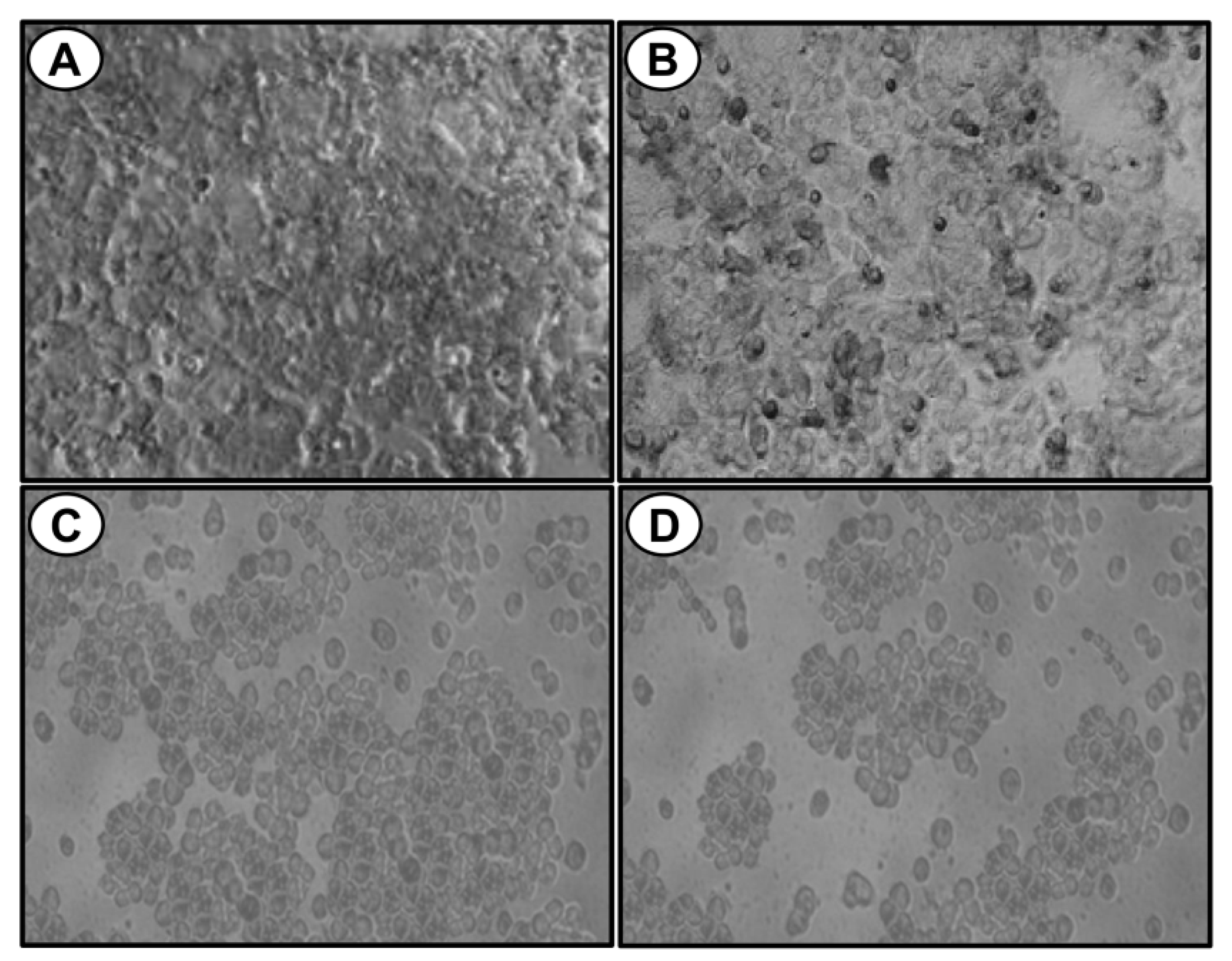 Marinedrugs 17 00658 g002 Marinedrugs 17 00658 g002