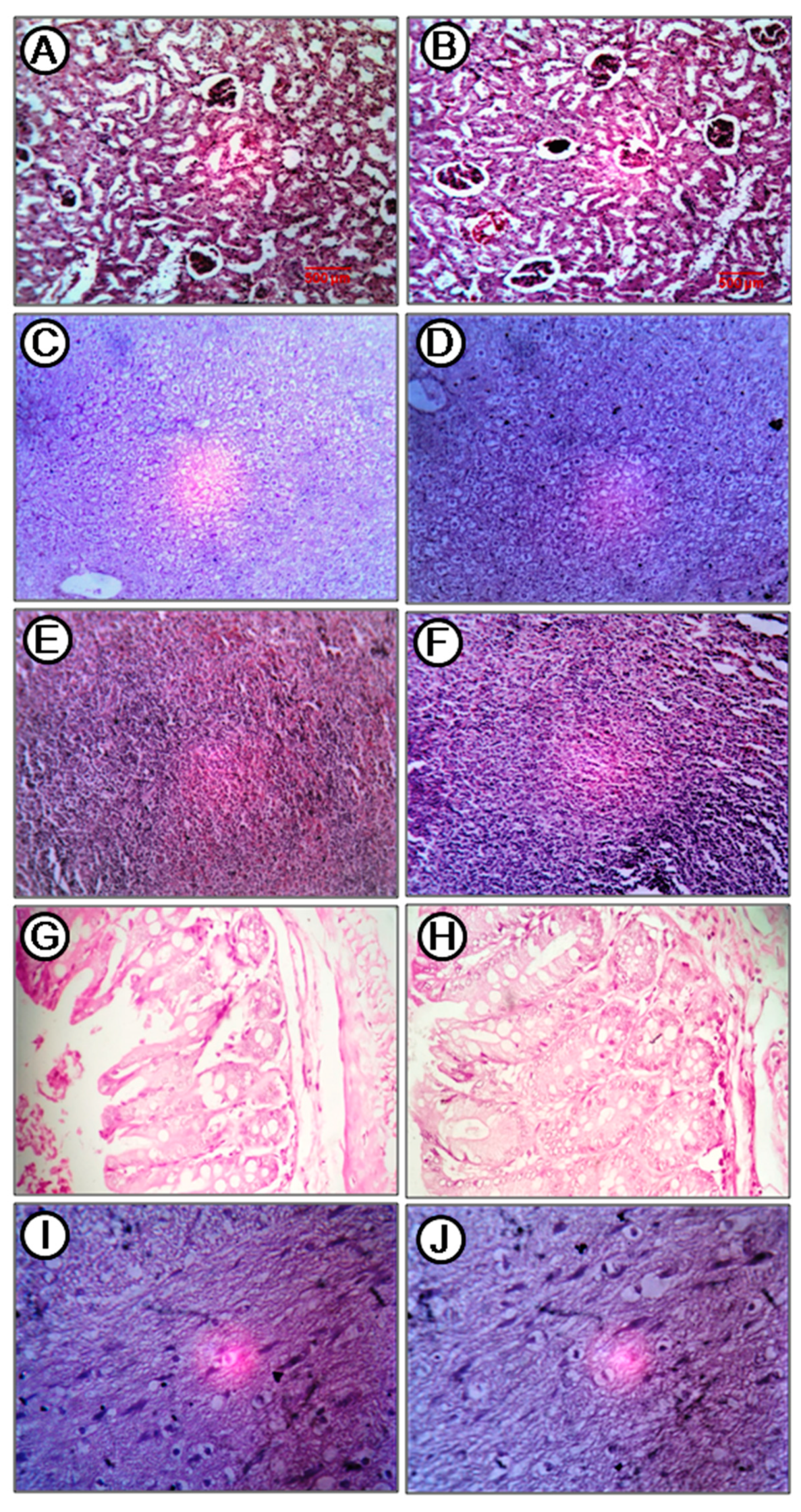 Marinedrugs 17 00658 g010 Marinedrugs 17 00658 g010