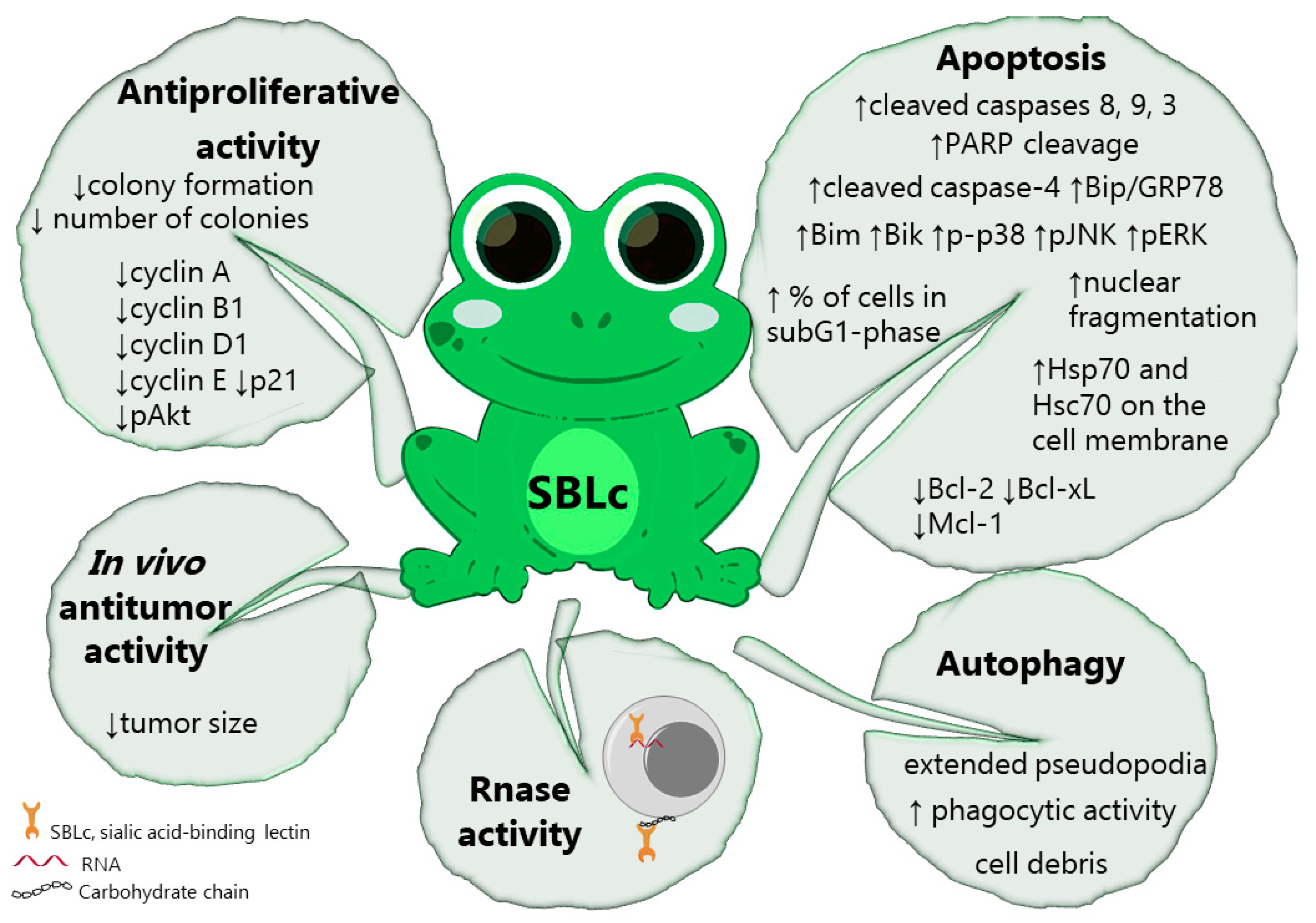 Marinedrugs 18 00011 g003