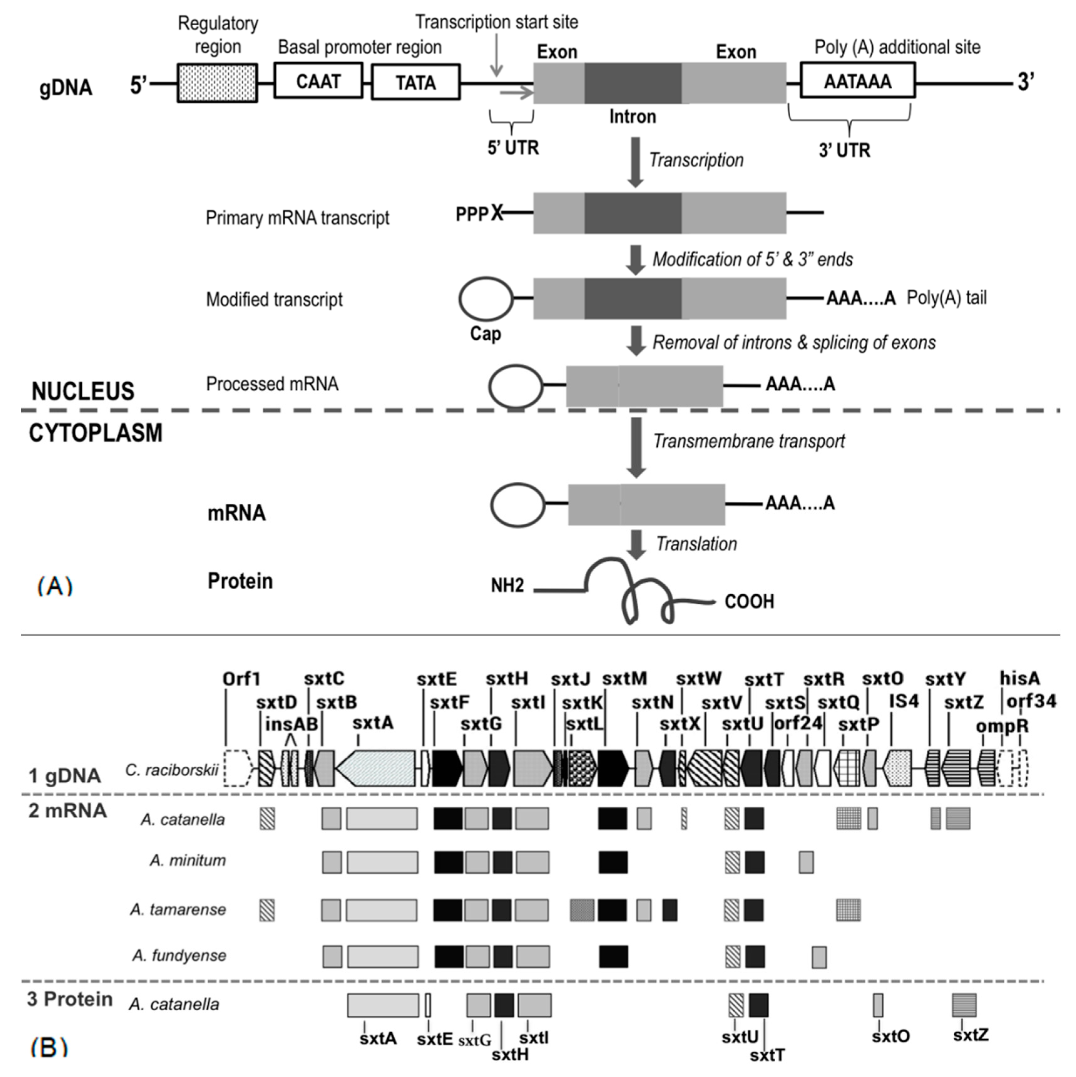 Marinedrugs 18 00103 g003