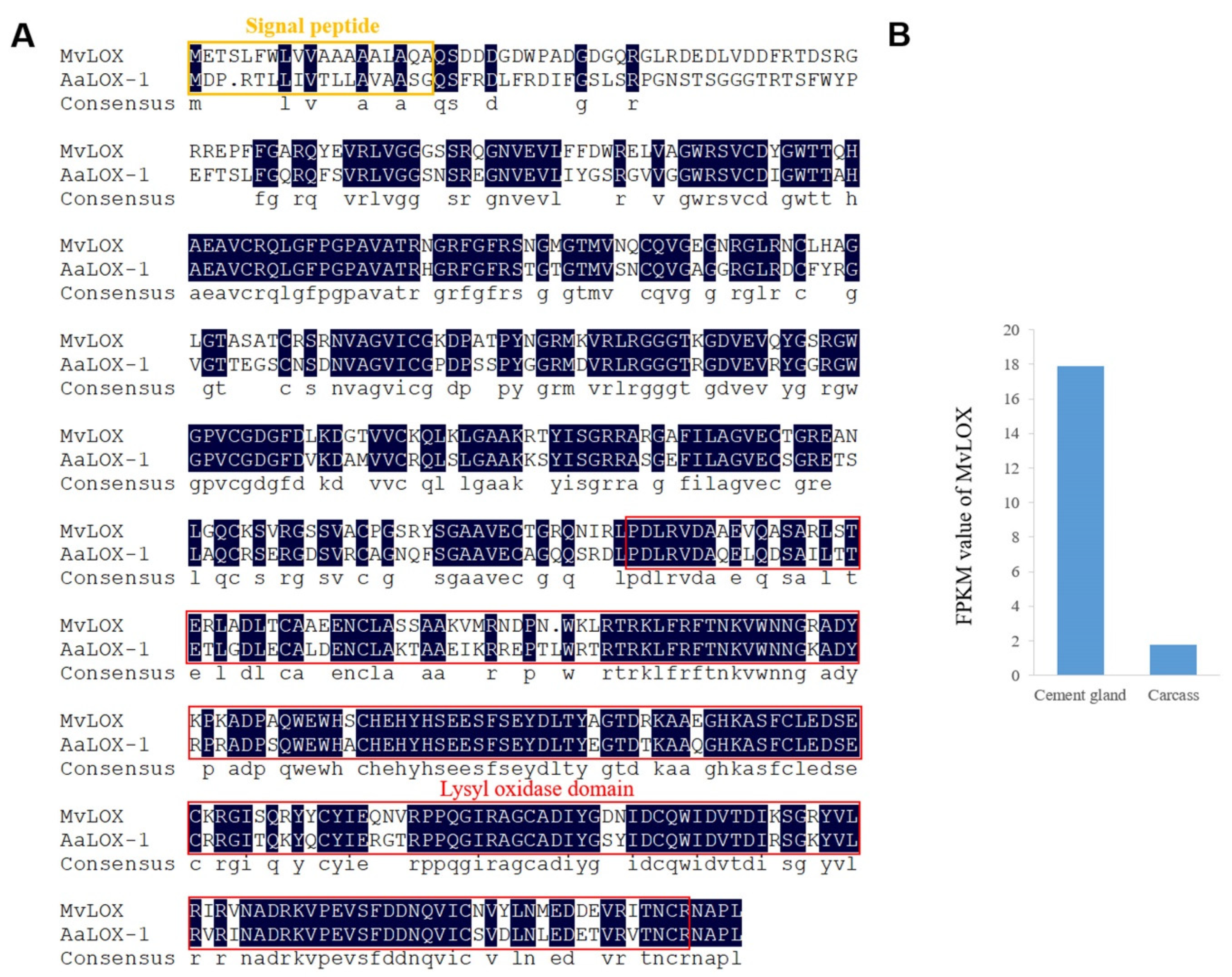 Marine Drugs Free Full Text Insights Into The Synthesis Secretion And Curing Of Barnacle Cyprid Adhesive Via Transcriptomic And Proteomic Analyses Of The Cement Gland Html